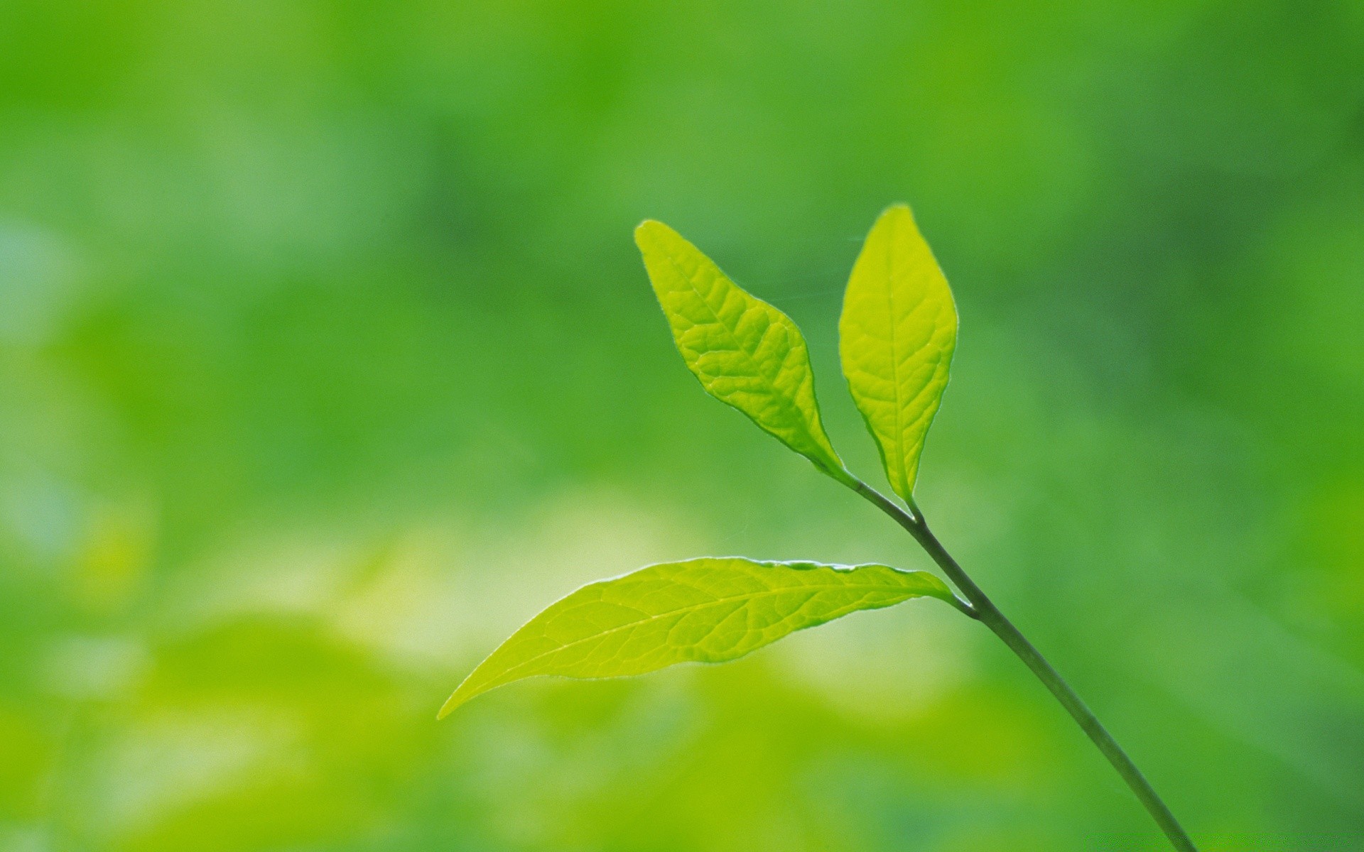 plantes feuille croissance nature flore ecologie été luxuriant lumineux environnement beau temps à l extérieur