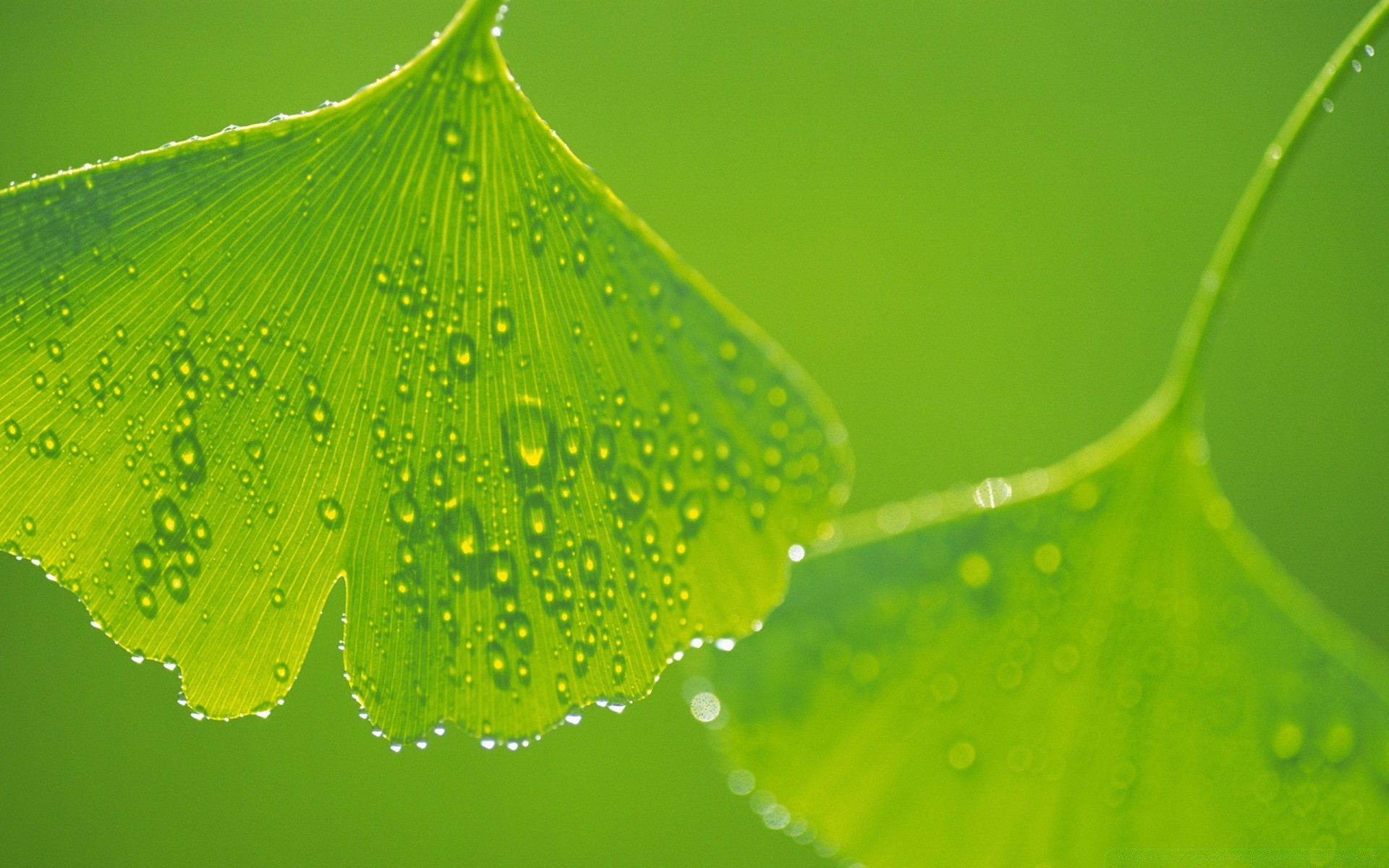 plantes rosée pluie chute feuille gouttes flore gouttes nature eau humide propreté fraîcheur croissance jardin lumineux propre déversoir été couleur