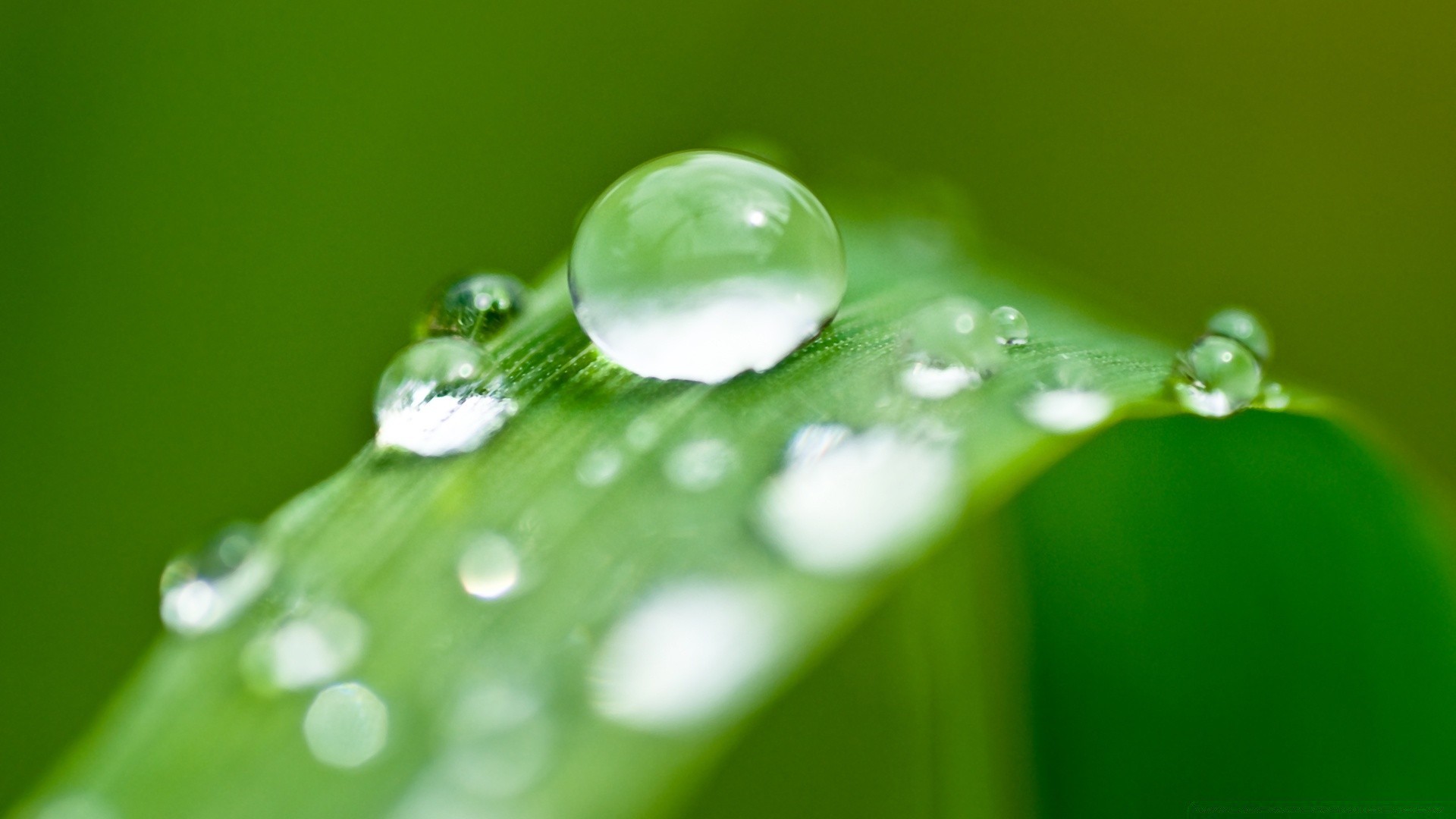 gotas y agua rocío lluvia gota gota mojado limpio agua gota hoja líquido limpio gota de agua flora frescura medio ambiente burbuja limpio claro