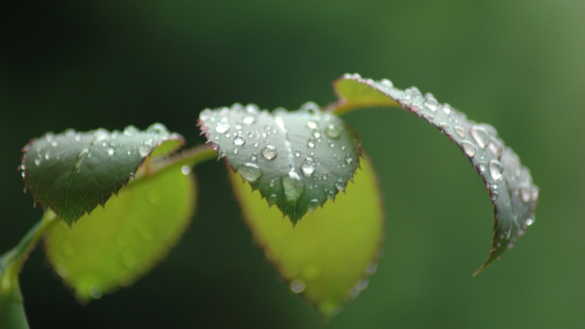 gouttelettes d eau nature feuille rosée pluie chute flore insecte eau à l extérieur jardin gros plan papillon lumière été araignée gouttes fleur environnement à proximité