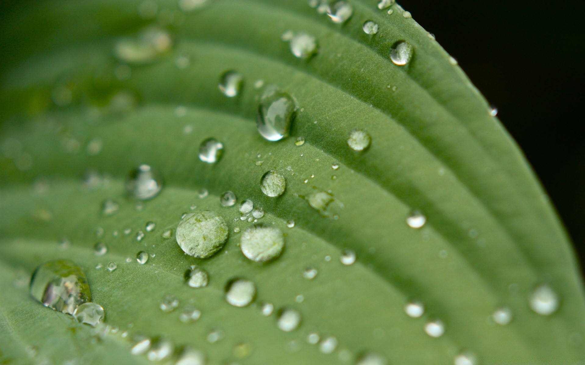 gotas e água orvalho chuva queda gotas molhado gotas folha água flora pureza líquido crescimento limpo vertedouro frescura ambiente limpo jardim