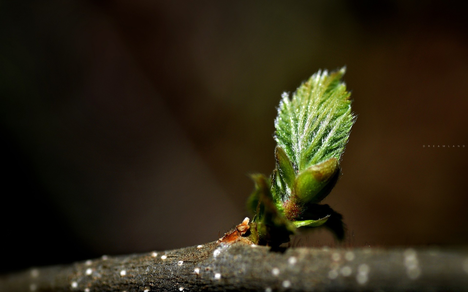 plantes nature feuille flou arbre à l extérieur peu pluie flore hiver croissance insecte