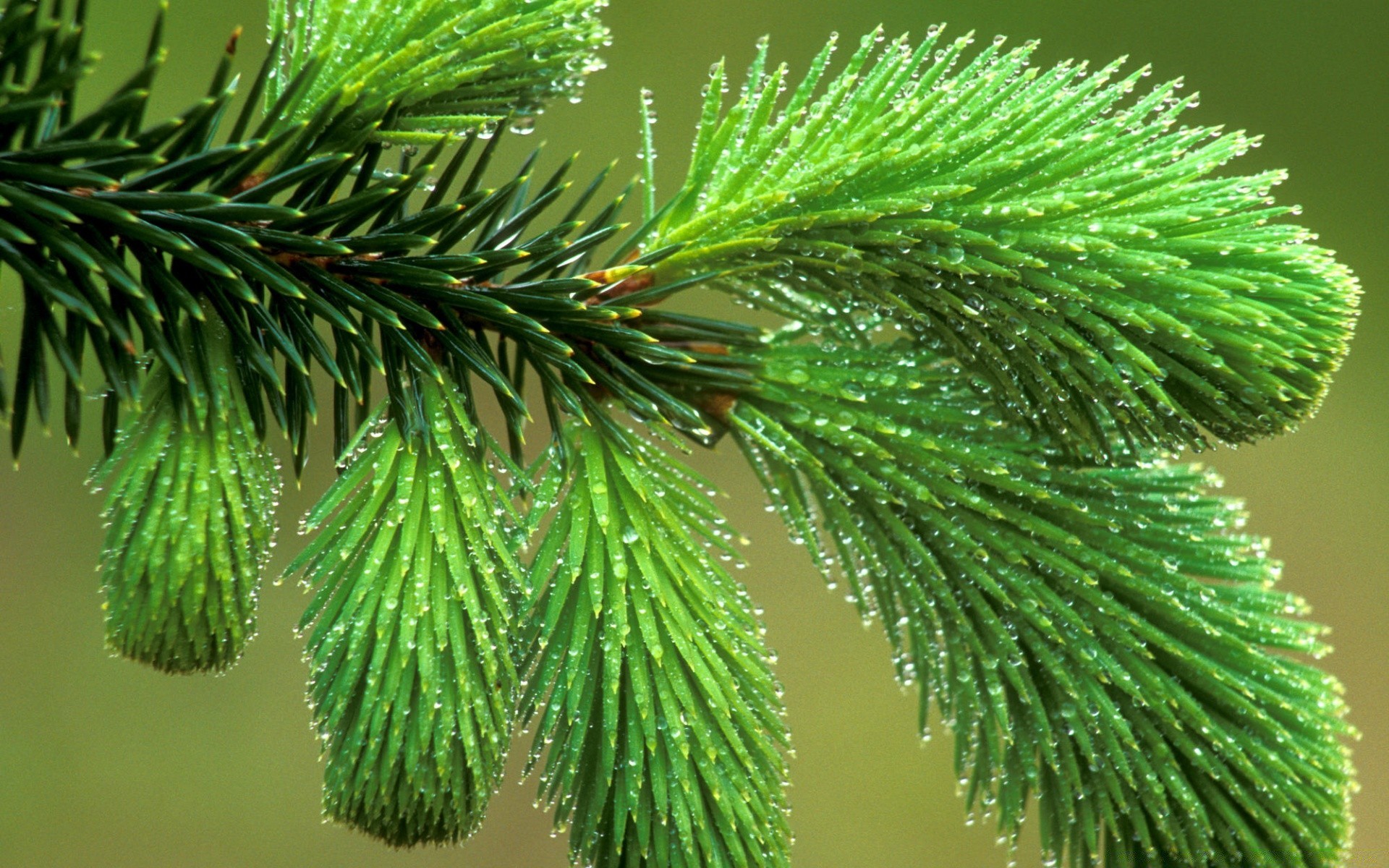 rośliny natura iglaki drzewo oddział evergreen igły na zewnątrz flora liść jodła świerk