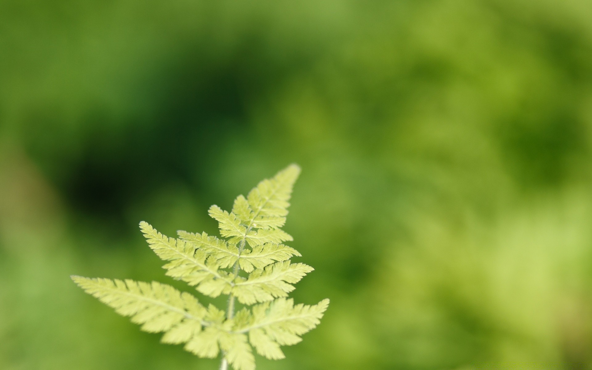 plants leaf nature growth flora summer grass outdoors bright lush blur