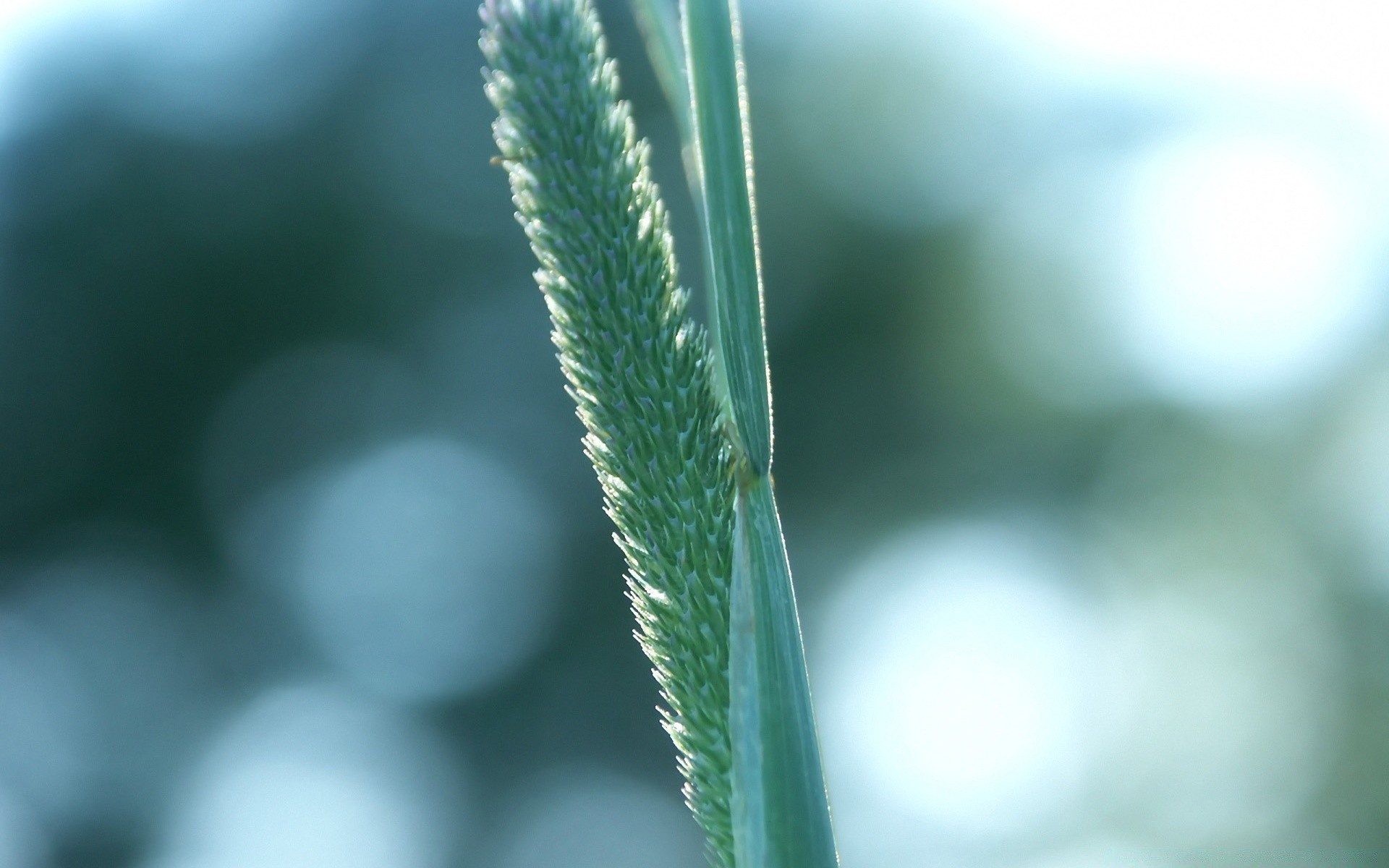 plants nature leaf flora growth dof outdoors drop blur close-up garden