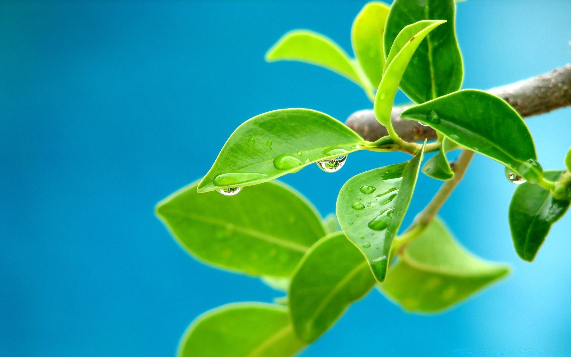 plantes feuille flore nature croissance fraîcheur gros plan été propreté bureau environnement arbre branche jardin à proximité lumineux