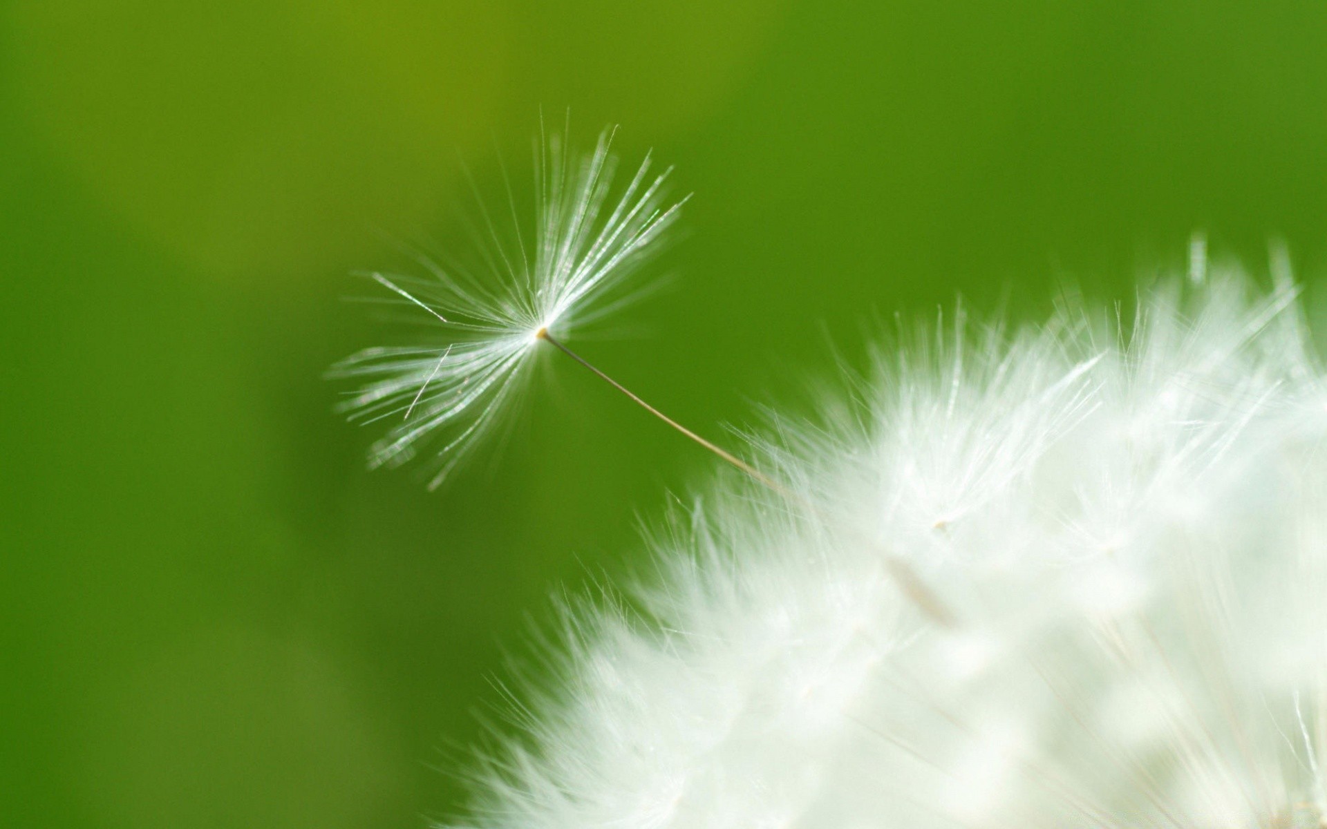 plantes nature pissenlit vers le bas été lumineux herbe flore feuille flou croissance mauvaises herbes à l extérieur délicat