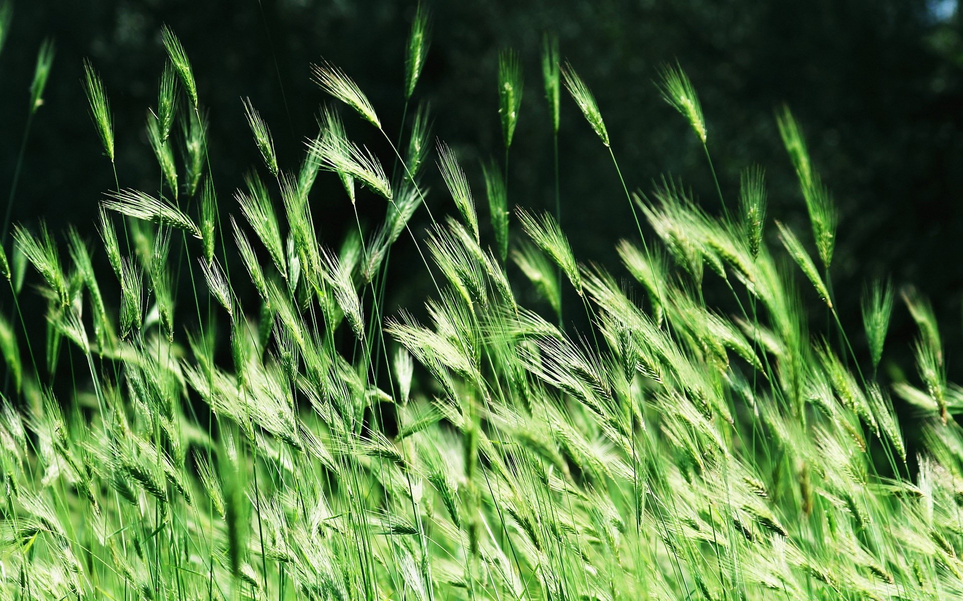 plants growth grass field cereal flora farm pasture wheat rural summer leaf agriculture nature hayfield lush lawn environment crop straw