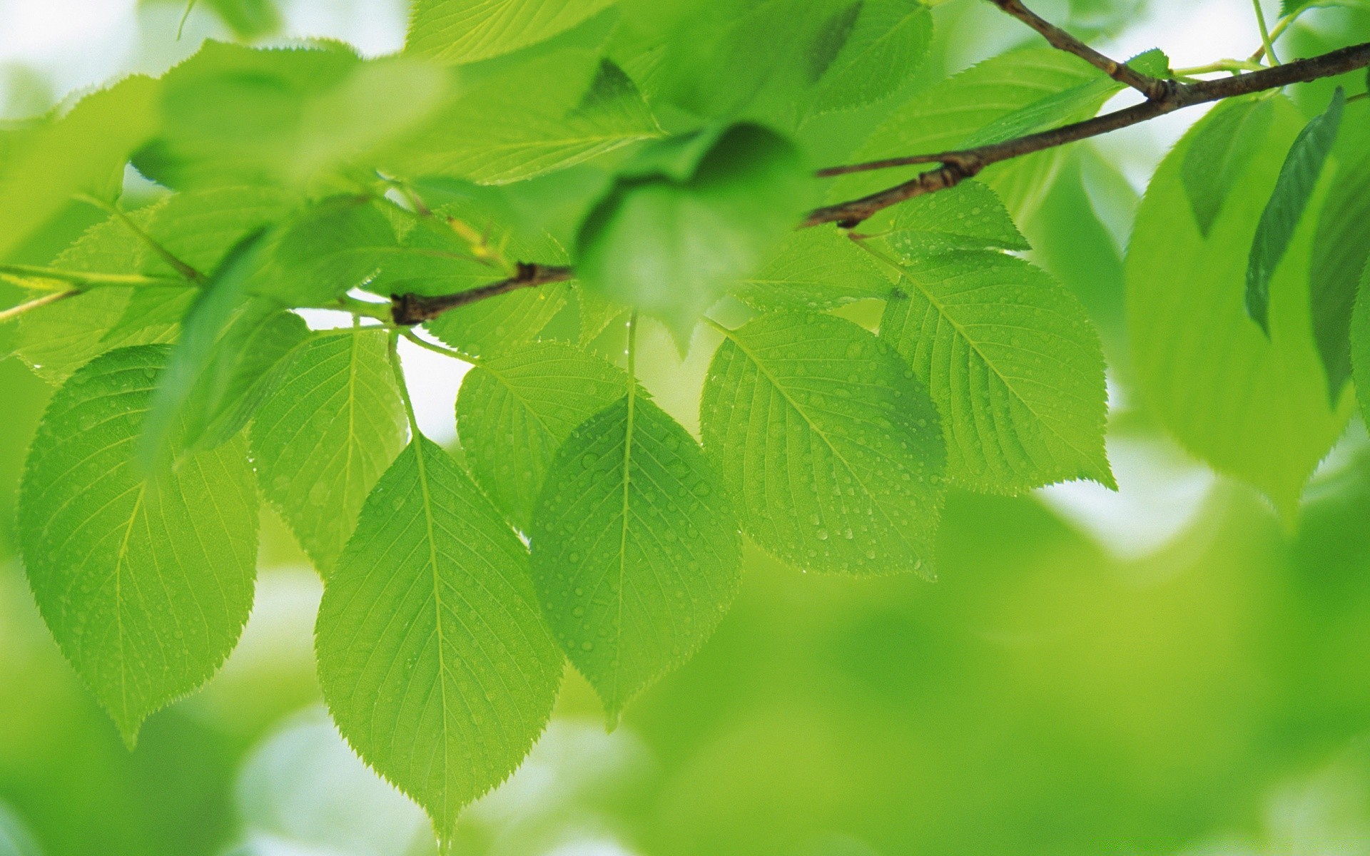 rośliny liść flora wzrost natura bujne lato środowisko ogród świeżość ekologia jasne drzewo dobra pogoda oddział na zewnątrz środowisko deszcz czystość