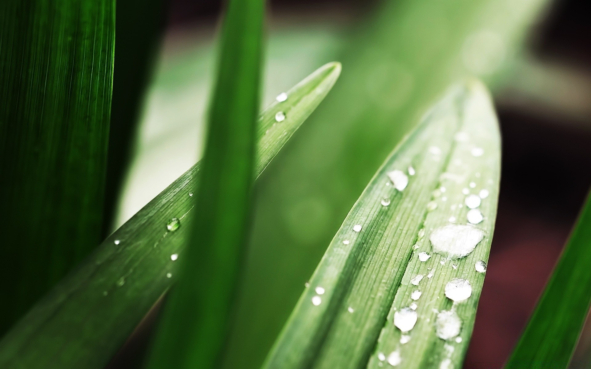 plantes pluie rosée chute croissance feuille flore gouttes nature humide gouttes propreté jardin environnement dof cosse cactus lame fraîcheur