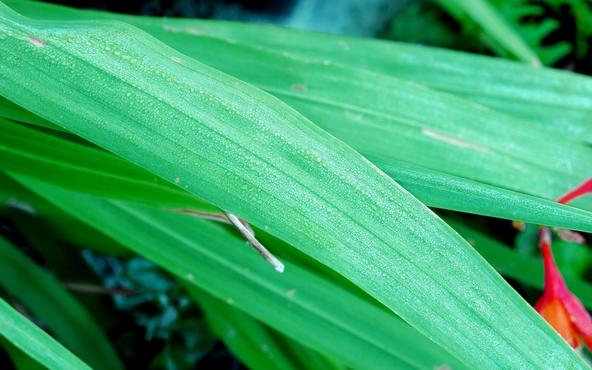 pflanzen blatt flora natur wachstum garten sommer regen umwelt farbe hell tau desktop hell tropfen schließen gras frische botanisch