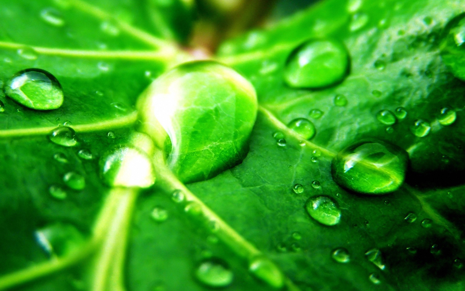 droplets and water drop dew leaf wet droplet freshness rain flora water purity clean liquid close-up raindrop growth close healthy clear health