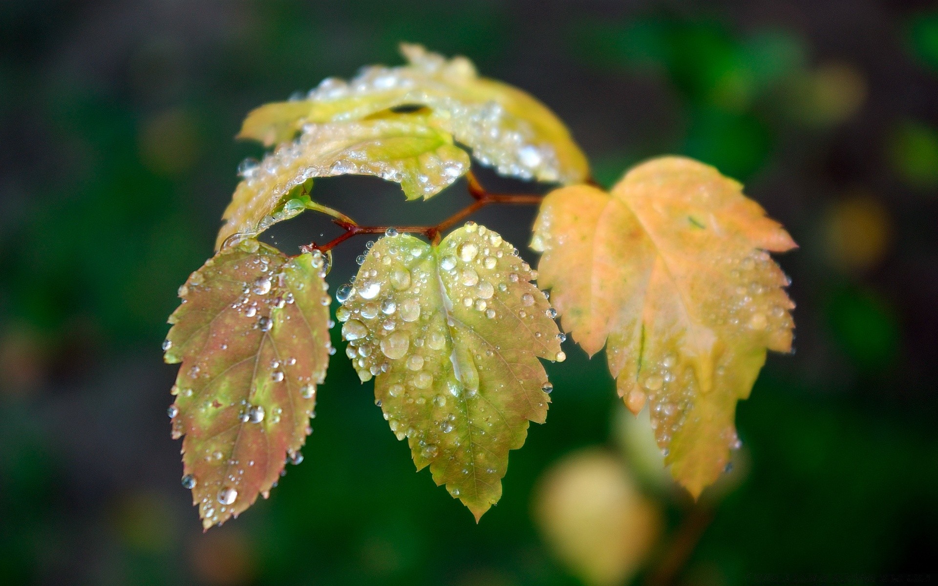 kropelki i liść wody natura jesień flora na zewnątrz deszcz wzrost drzewo park ogród drewna bujne kolor światła rosy