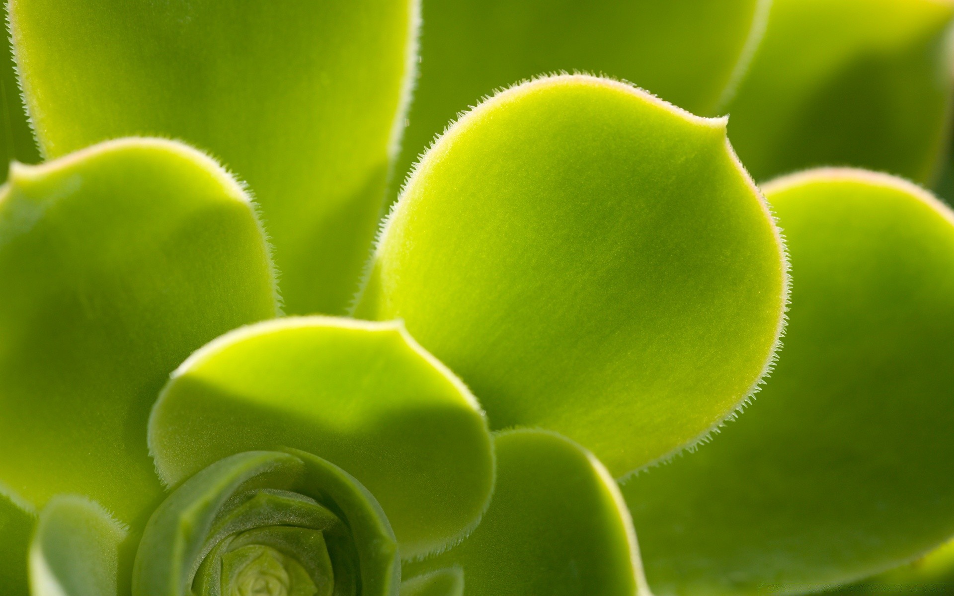 plantas flora hoja naturaleza crecimiento jardín escritorio primer plano cactus cerca suculenta color botánico aislado