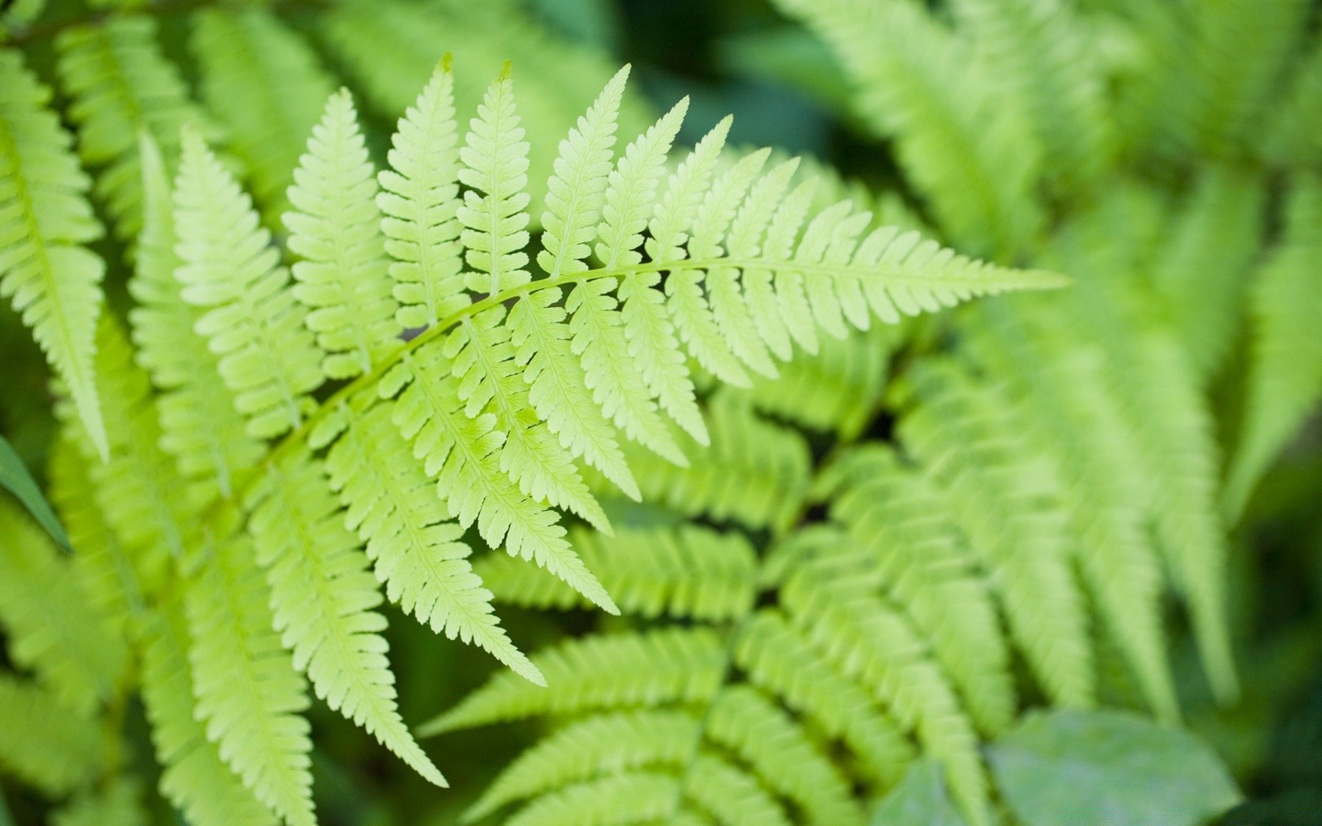 piante foglia natura crescita flora estate lussureggiante all aperto ecologia pioggia fern purezza erba