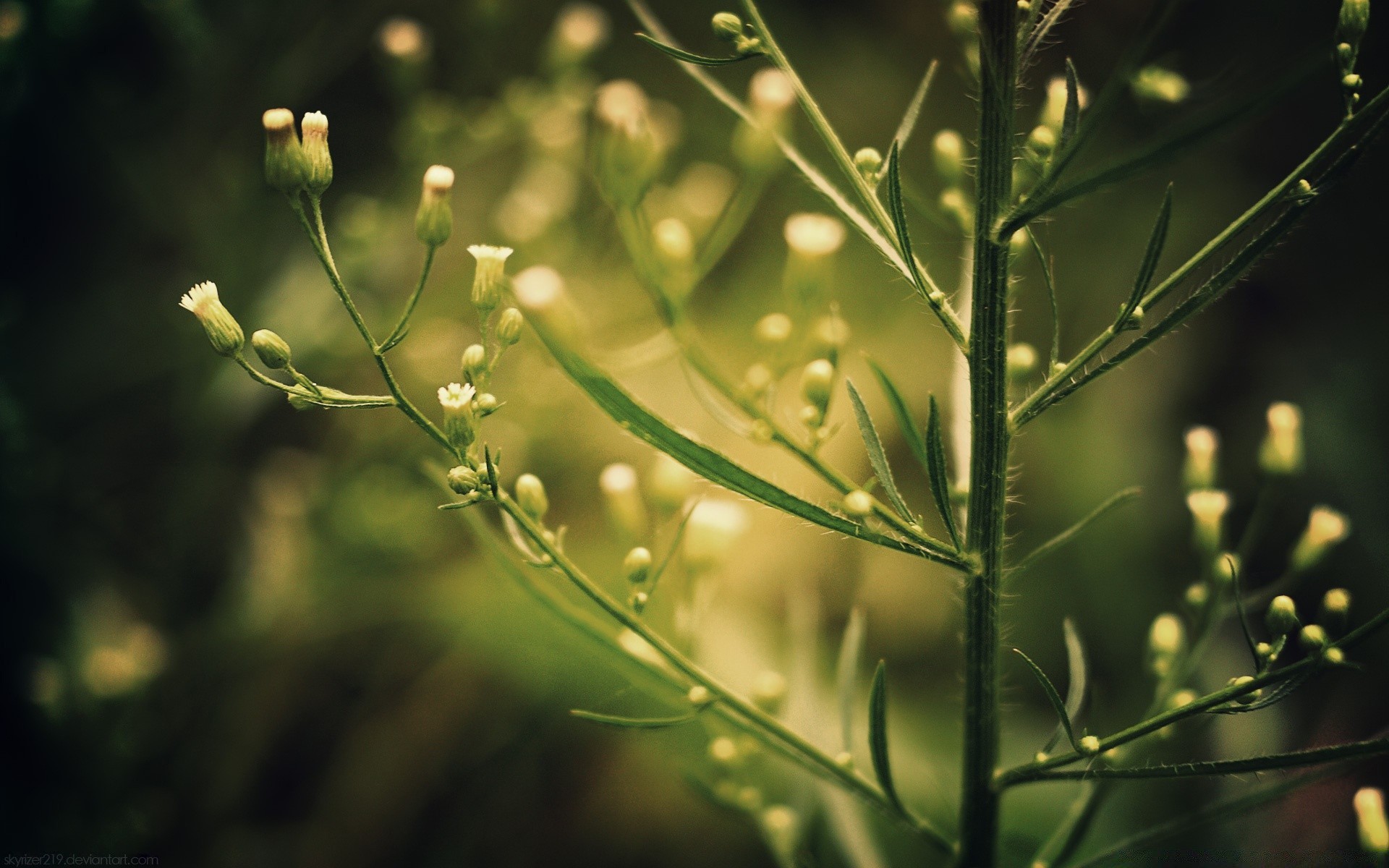 plants nature flora leaf flower summer garden close-up color environment growth rain outdoors grass dew bright freshness light field