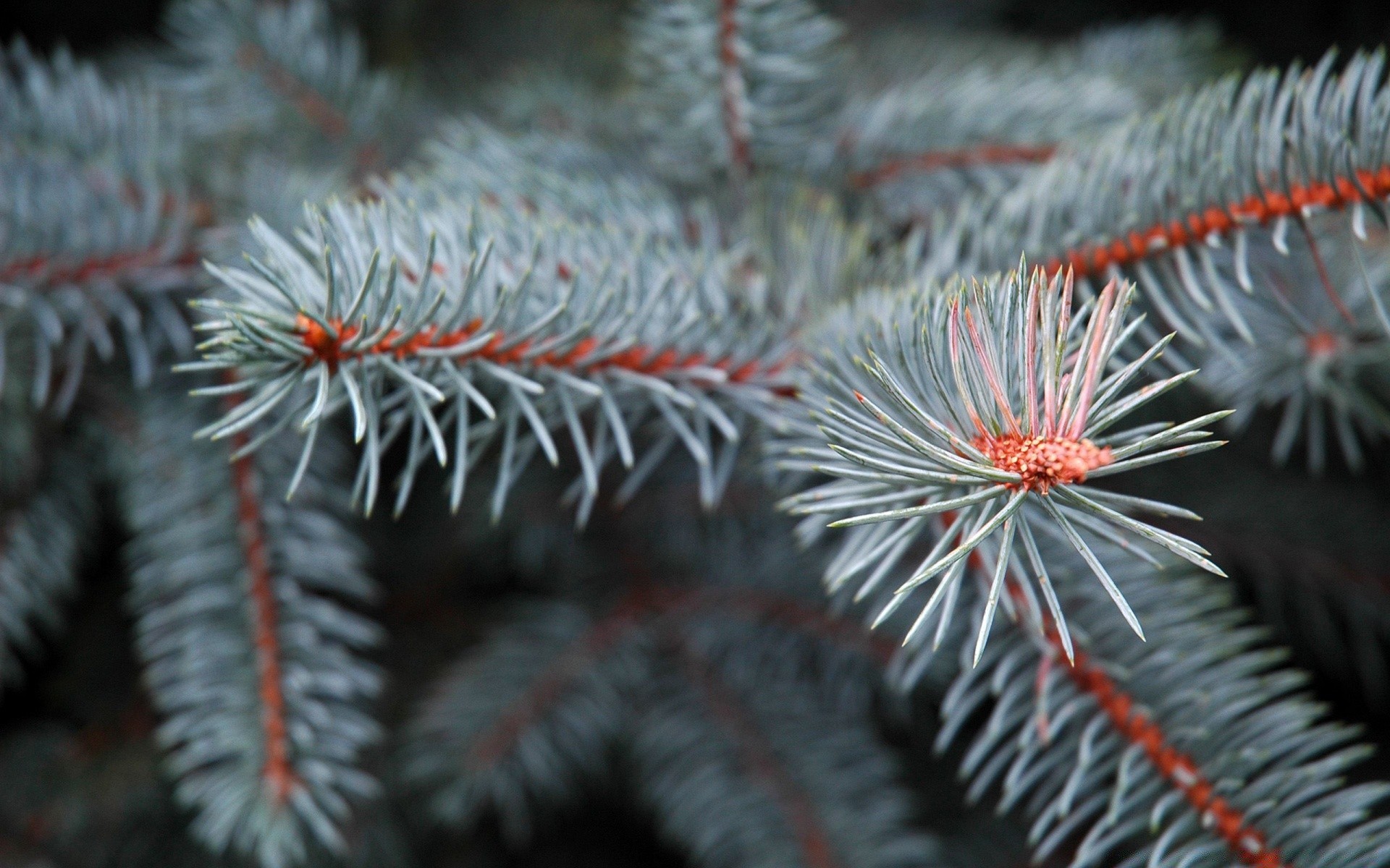 piante inverno di natale aghi di pino evergreen abete di conifere albero di neve abete sharp decorazione palla di conifere ramo cono spina dorsale