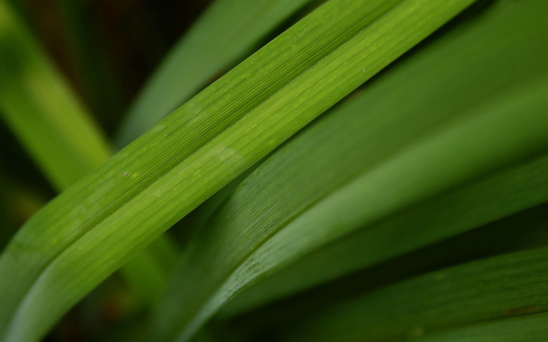 piante foglia flora crescita giardino natura pioggia lussureggiante erba caduta rugiada ambiente lama estate