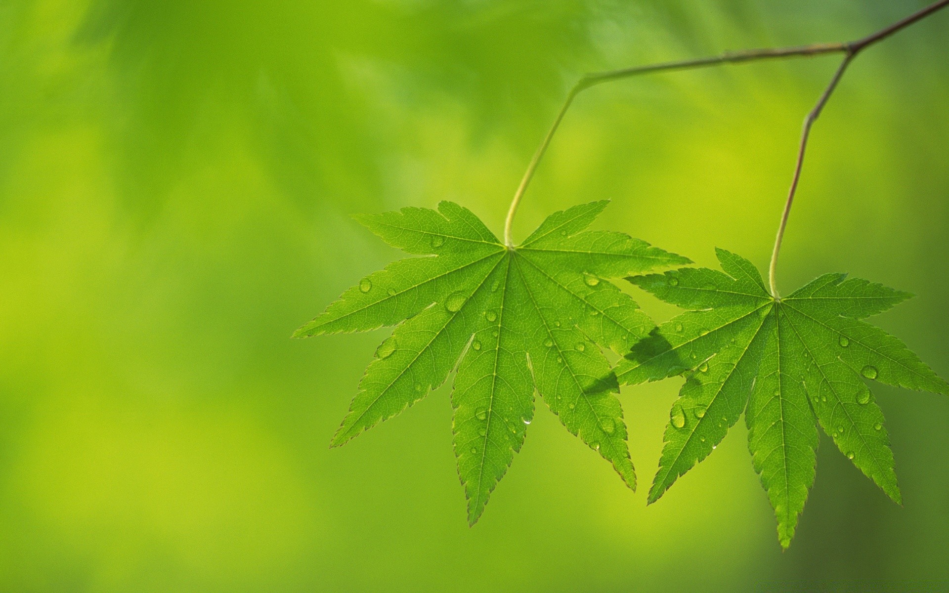 植物 叶 植物群 自然 环境 郁郁葱葱 花园 生长 夏天 桌面 树 颜色 特写 生态 明亮 新鲜 光 太阳