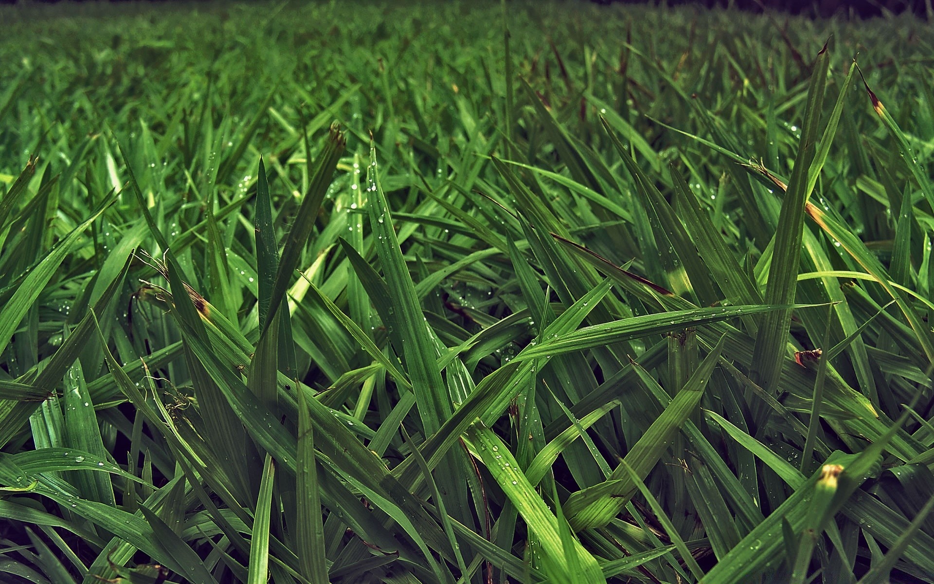 piante erba campo flora prato crescita giardino foglia lama fieno fattoria lussureggiante agricoltura ambiente suolo tappeto erboso desktop terra estate natura cortile