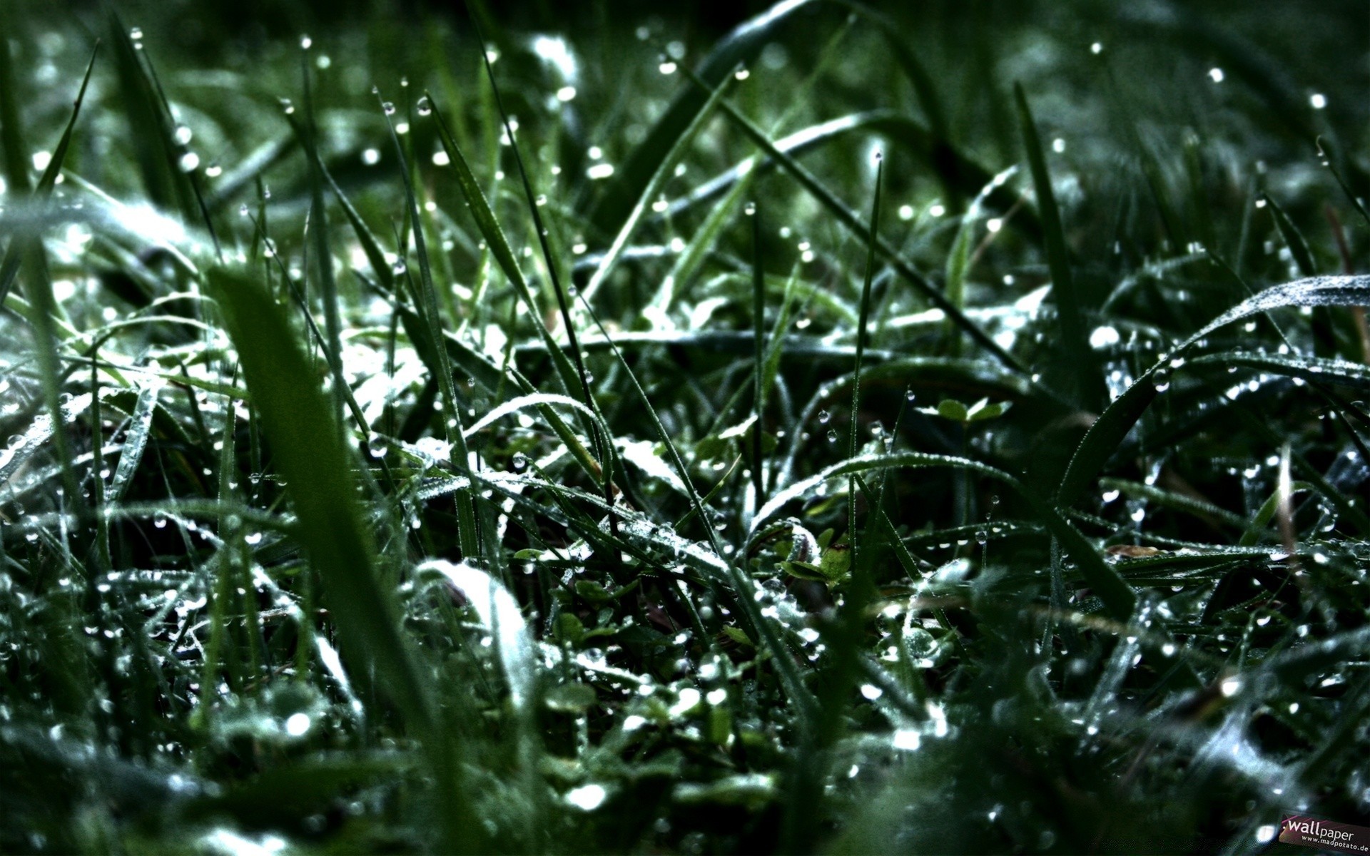 pflanzen tropfen regen tau blatt flora nass frische umwelt wasser natur tropfen wachstum sauberkeit desktop gras schließen garten üppig