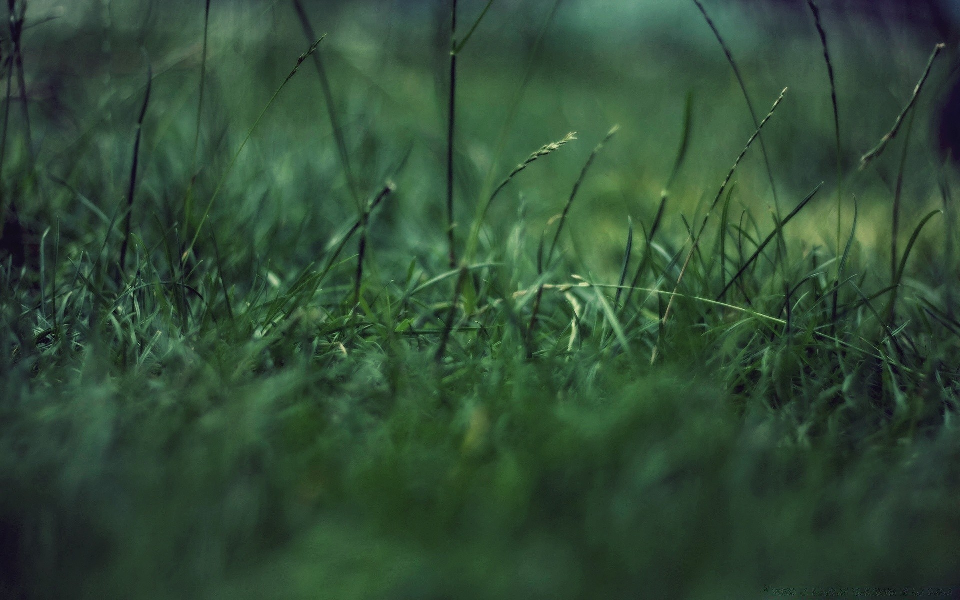 plantas hierba césped naturaleza flora campo jardín amanecer crecimiento heno hoja escritorio rocío color sol textura verano lluvia resumen medio ambiente exuberante