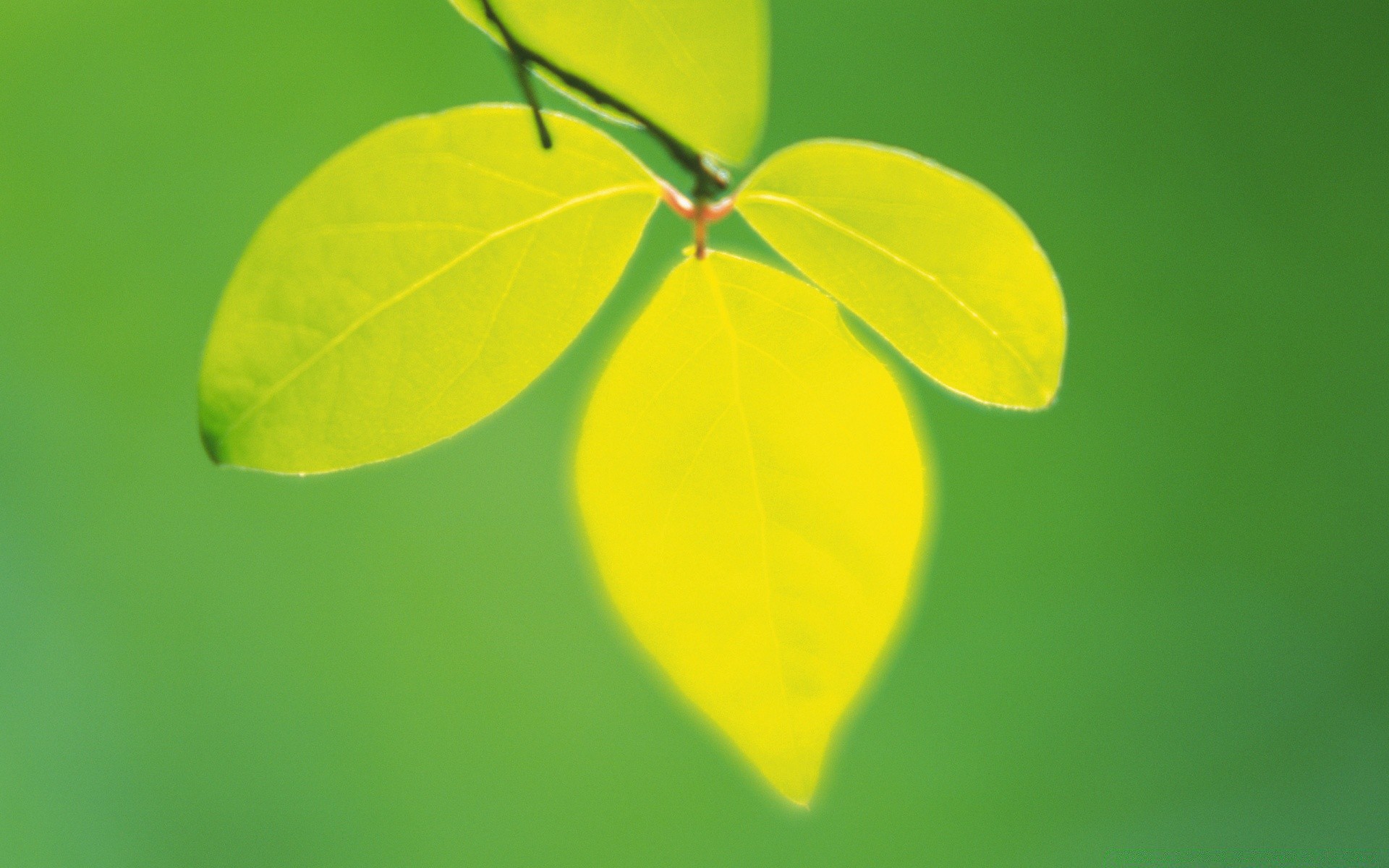 plantes feuille nature croissance flore lumineux été propreté ecologie jardin