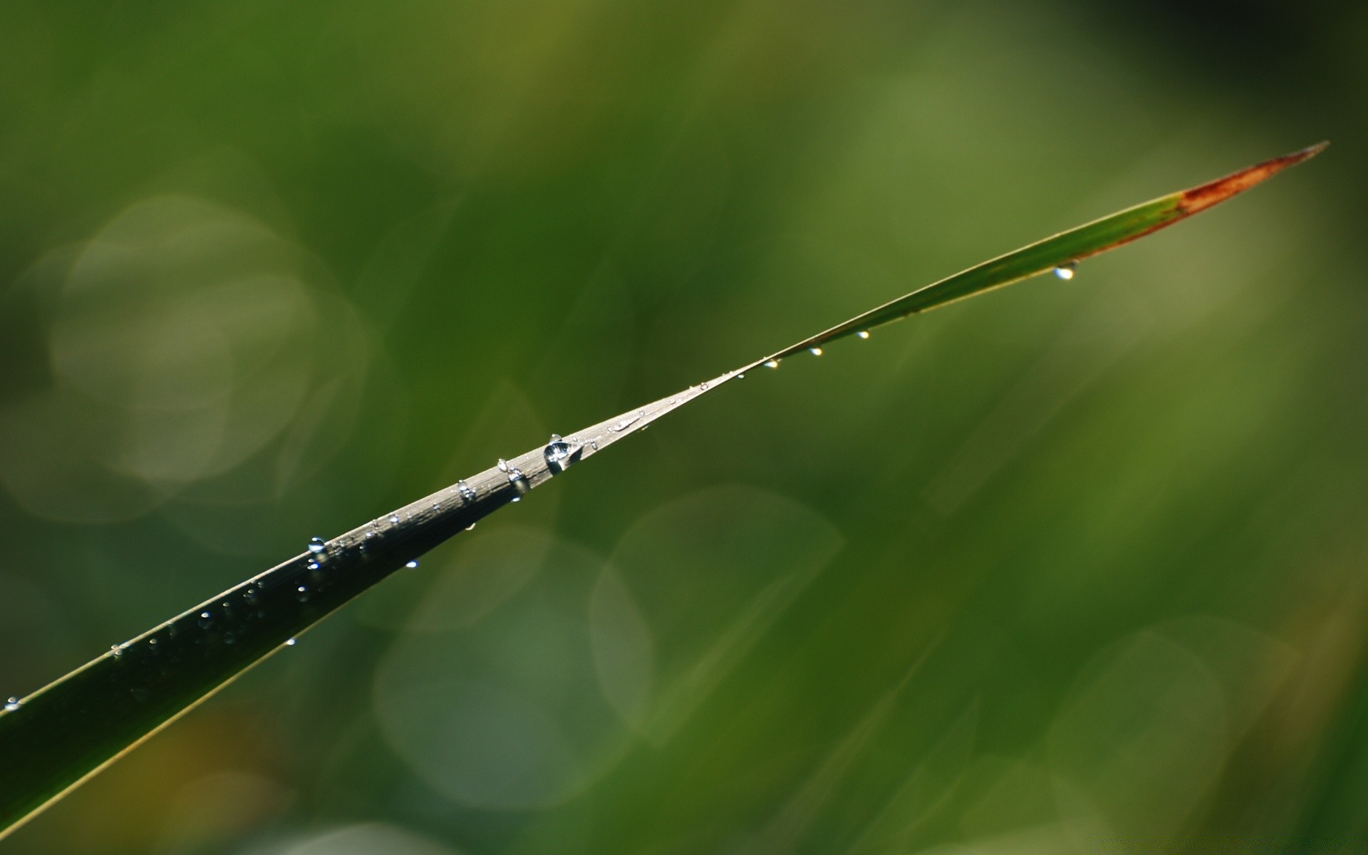 plants drop leaf rain nature dew flora environment color growth dawn summer close-up desktop