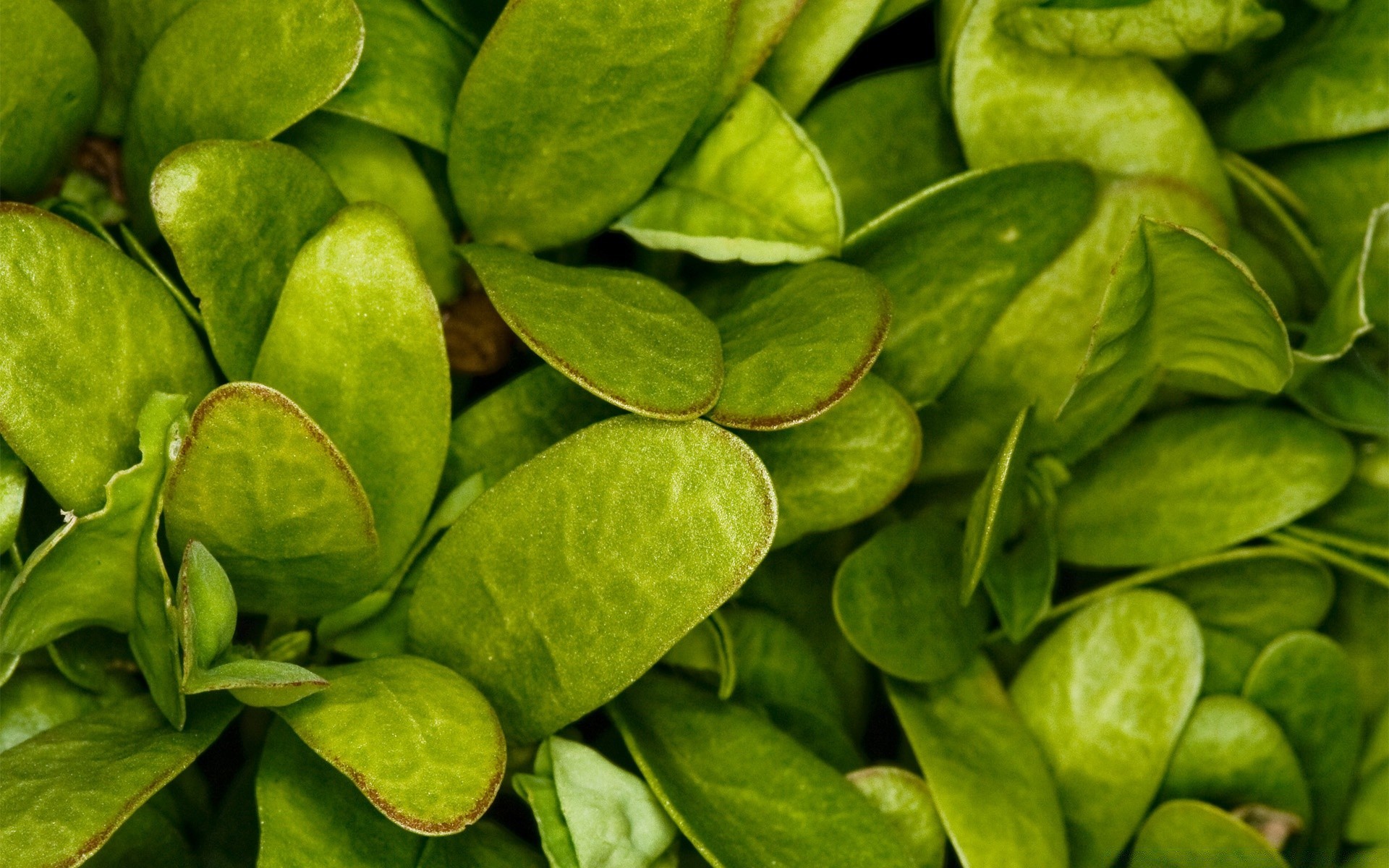 plantas hoja flora comida naturaleza crecimiento vegetal salud saludable primer plano escritorio hierbas ingredientes frescura