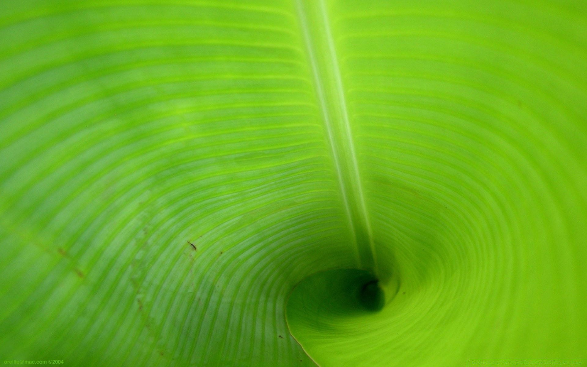 plants leaf flora garden desktop nature abstract color texture drop bright growth rain environment