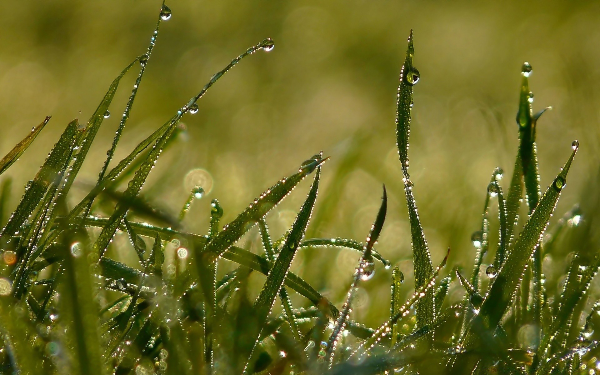 plantes rosée chute pluie aube nature herbe feuille croissance gouttes humide flore propreté été eau araignée rosée en plein air jardin soleil