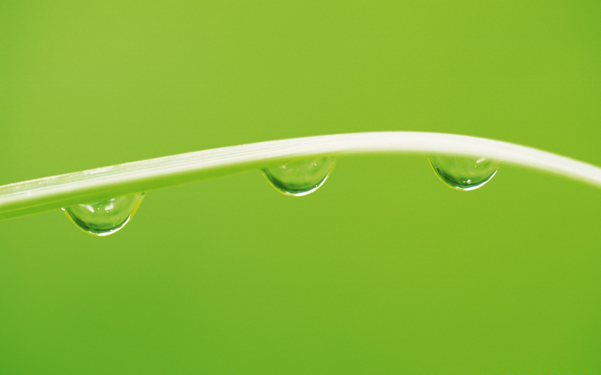 gotas y agua rocío lluvia gotas gota agua mojado naturaleza hoja limpio líquido limpio gota de agua medio ambiente gotas flora ecología claro