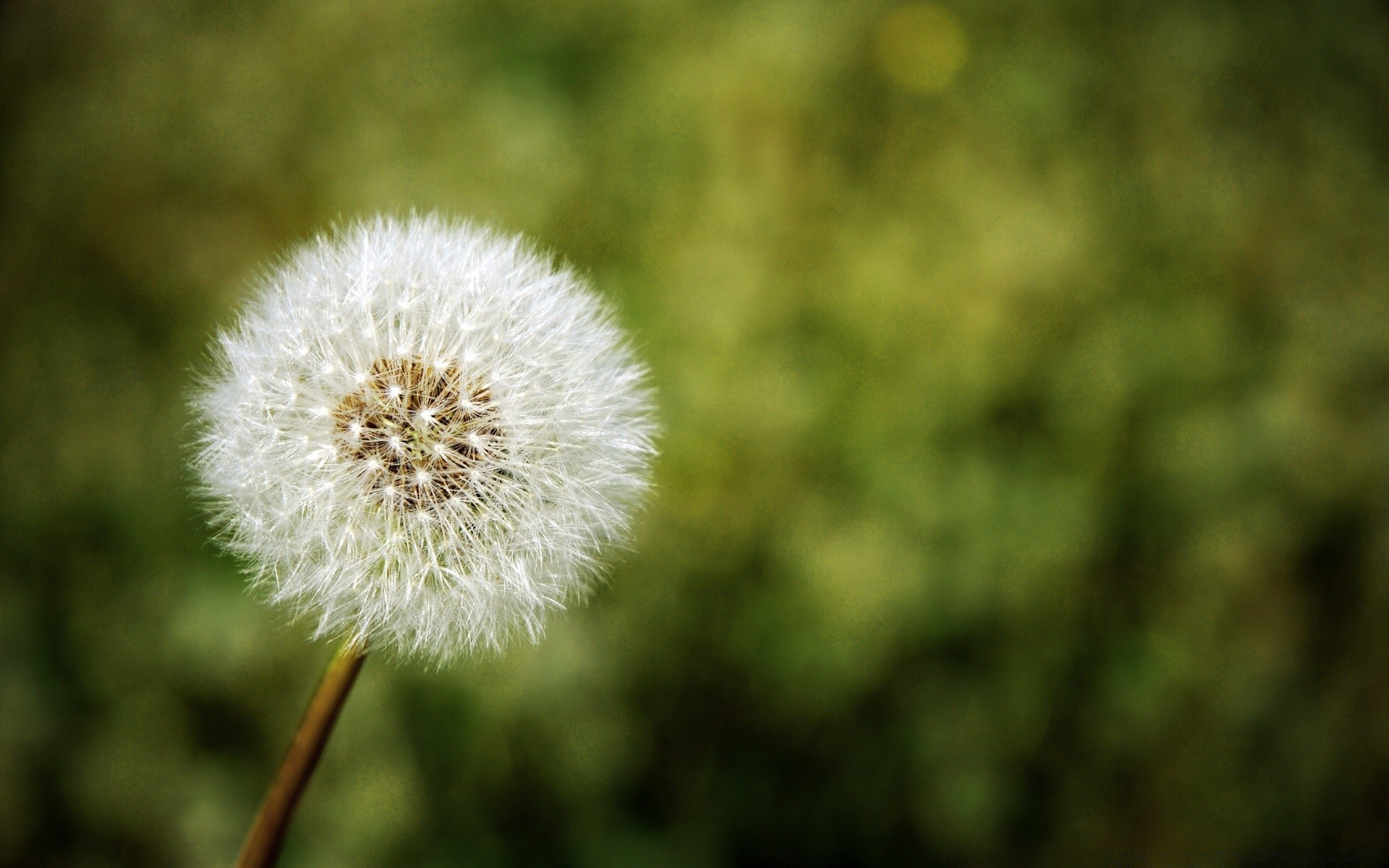 plantes pissenlit nature fleur été flore croissance à l extérieur herbe graines foin vers le bas tendre gros plan lumineux couleur