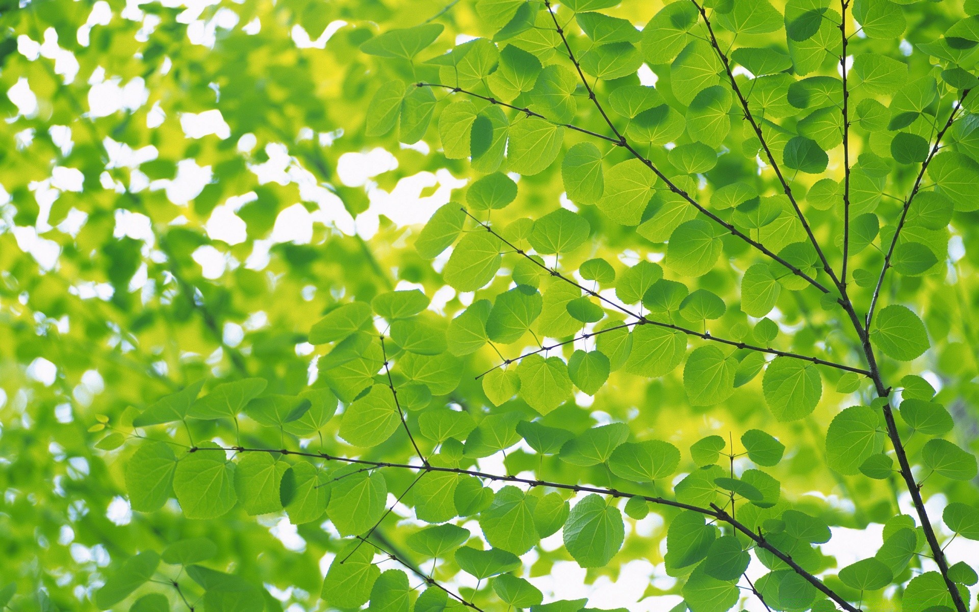 pflanzen blatt flora wachstum natur üppig umwelt garten hell baum sommer frische hell filiale desktop farbe ökologie gutes wetter umwelt