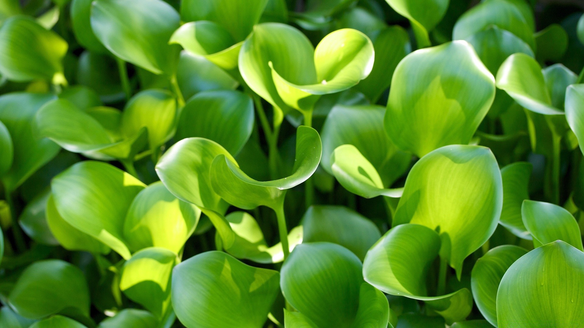 plantes feuille flore nature jardin lumineux été gros plan botanique floral croissance bureau fleur couleur