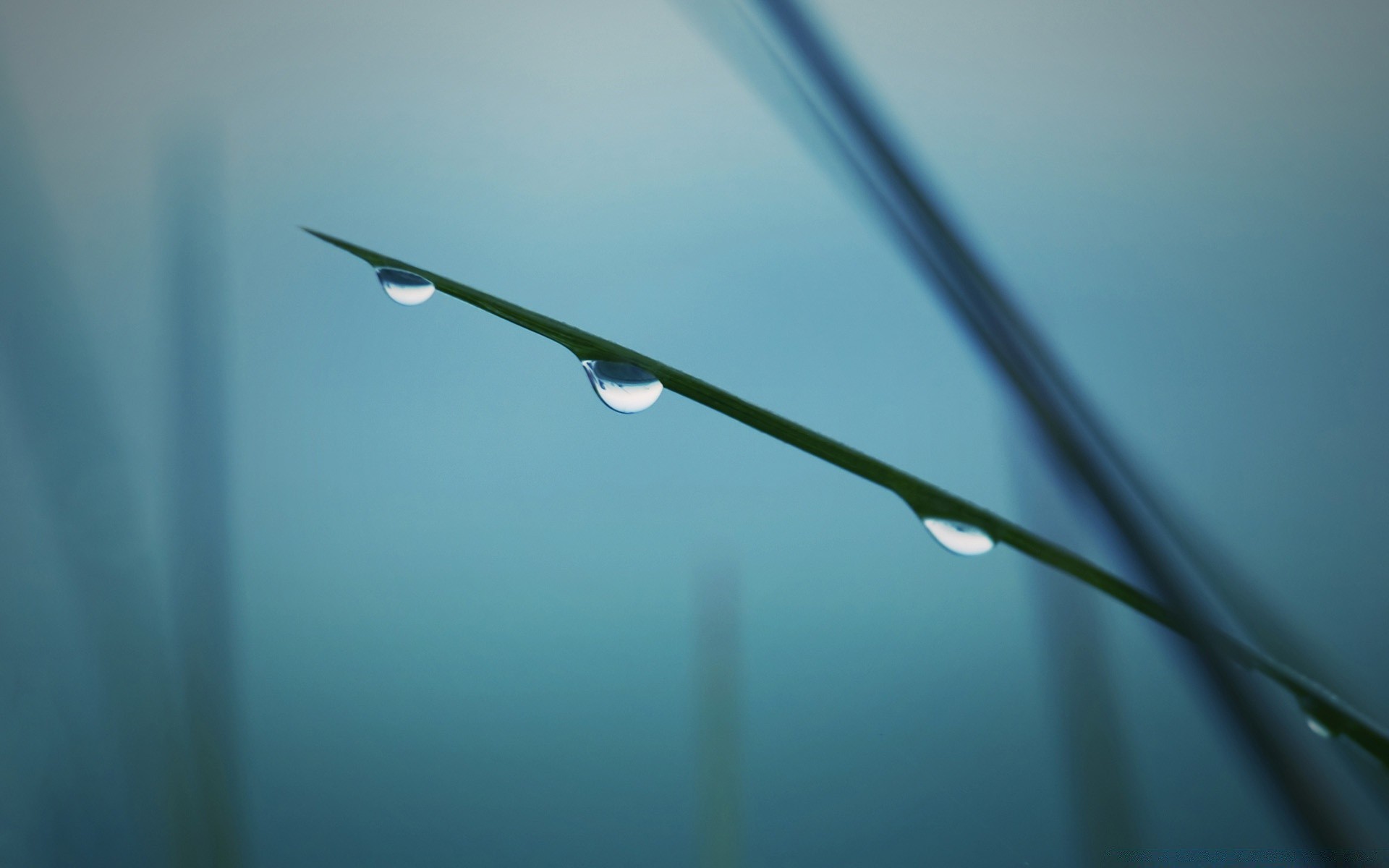 tröpfchen und wasser regen tropfen tau wasser tropfen blatt unschärfe abstrakt natur licht reflexion stillleben