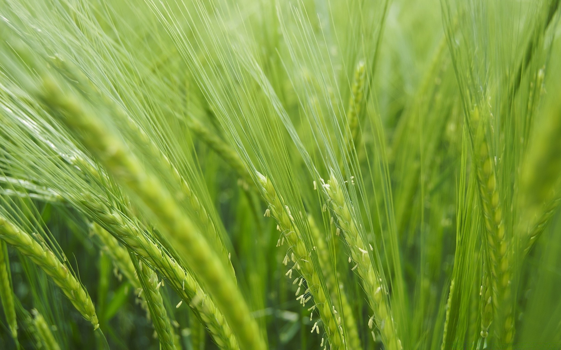 plantas crecimiento trigo cereales pasto rural hierba verano naturaleza flora hoja campo exuberante agricultura granja sol buen tiempo tierras de cultivo medio ambiente paja