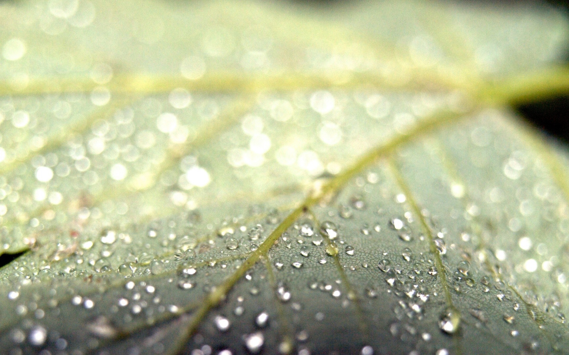 gouttelettes d eau rosée pluie goutte gouttes humide eau gouttes flore feuille déversoir propreté liquide croissance environnement jardin nature rosée propre