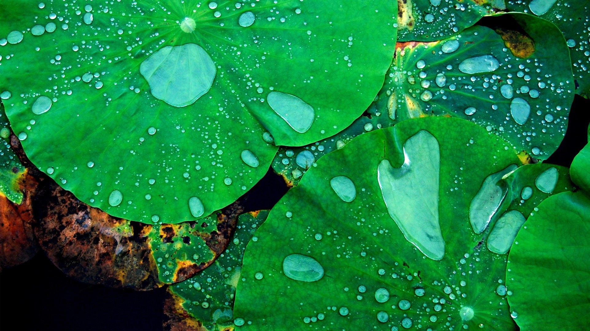 gouttelettes d eau feuille flore chute pluie rosée nature jardin humide bureau couleur eau fleur résumé environnement belle gouttes texture floral été