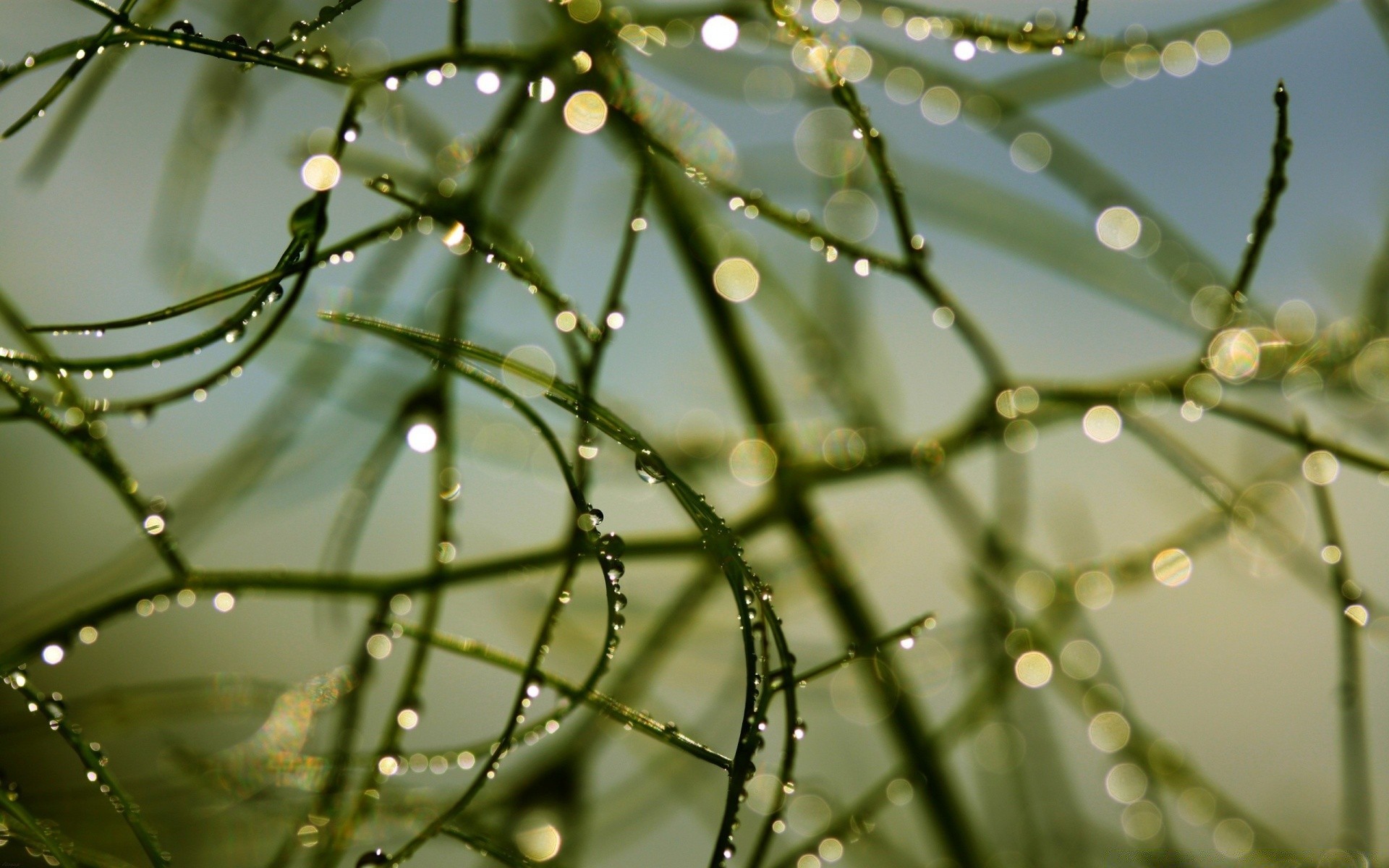 gotas e água orvalho chuva queda natureza resumo flora aranha água cor jardim luz folha gotas dof molhado desktop