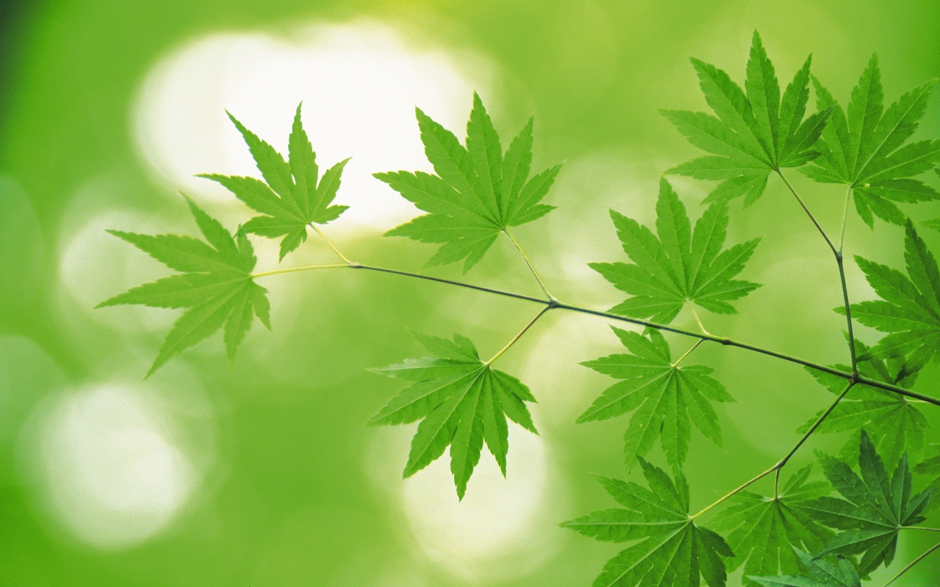 plantes feuille nature flore croissance luxuriante été environnement à l extérieur lumineux fraîcheur ecologie jardin gros plan bureau arbre