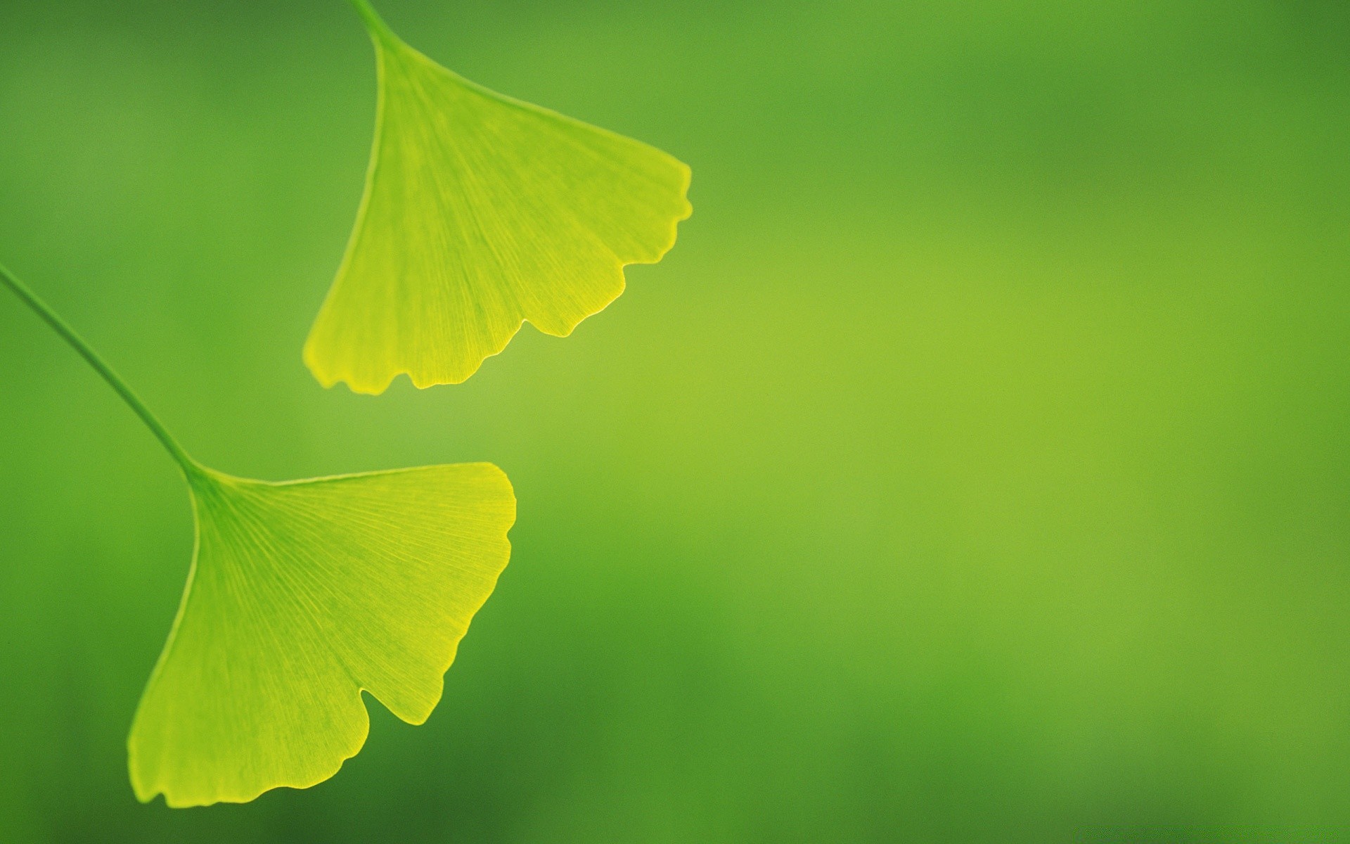 rośliny liść flora natura wzrost ogród kolor lato jasny środowisko ekologia