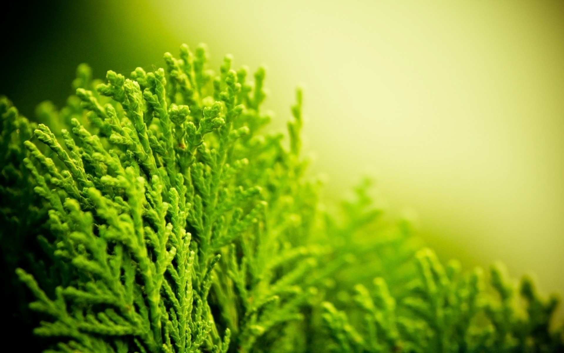 plants leaf nature flora growth grass summer tree blur outdoors lush wood environment ecology garden