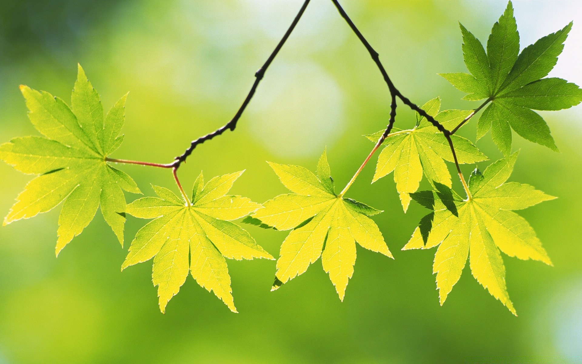 bitkiler yaprak doğa büyüme yemyeşil flora açık havada parlak yaz sonbahar güzel hava yağmur güneş çevre ekoloji