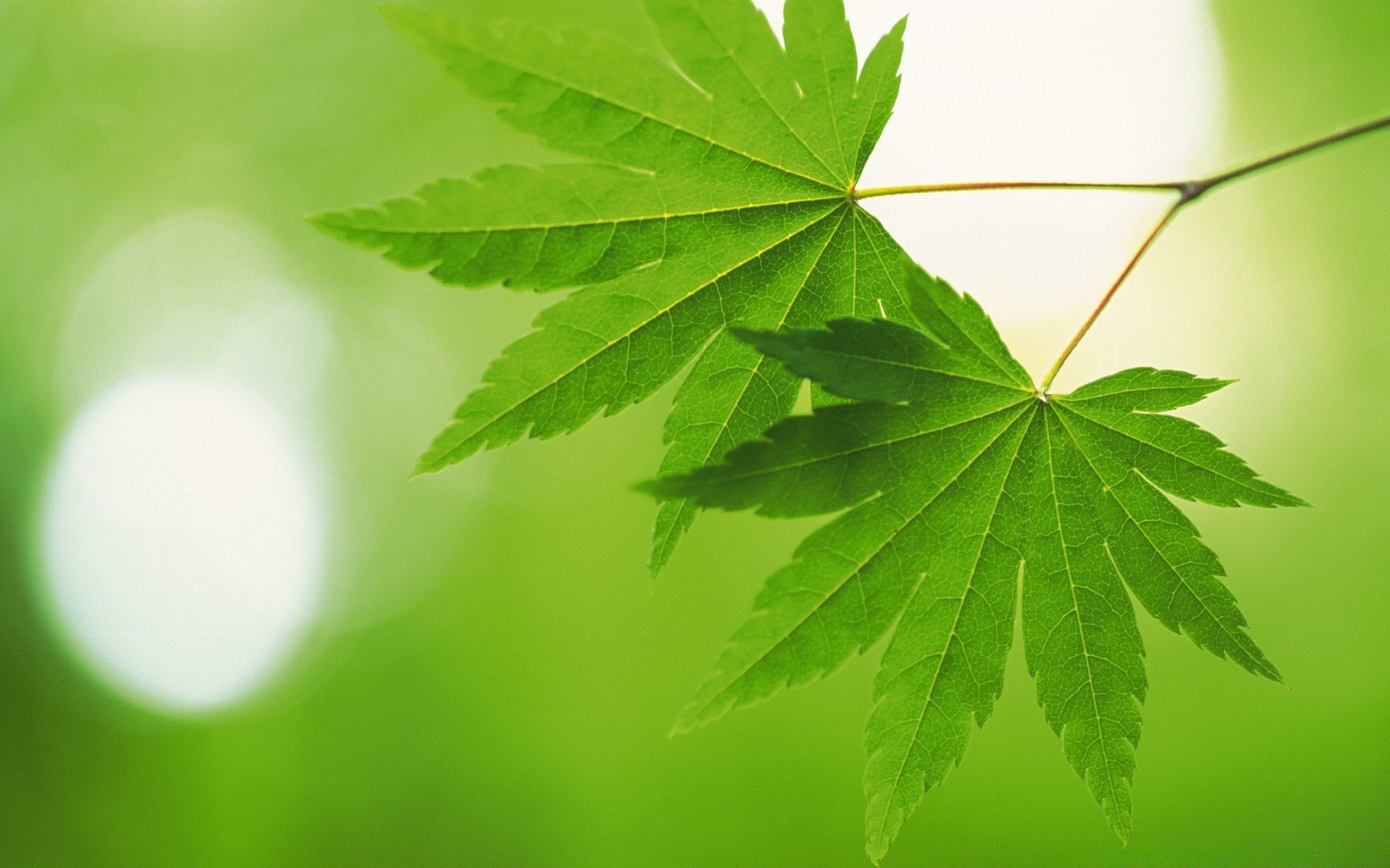 rośliny liść flora natura bujne środowisko pulpitu żywe ekologia wzrost lato kolor drzewo ogrodowe zbliżenie światło zewnętrzne