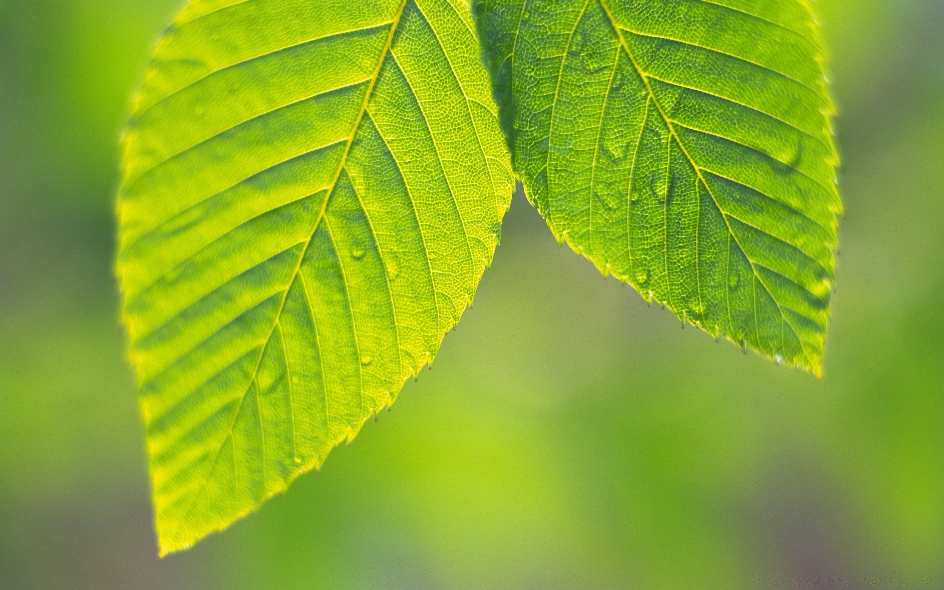 plantes feuille nature croissance flore été lumineux luxuriant ecologie beau temps pluie environnement rosée propreté soleil en plein air