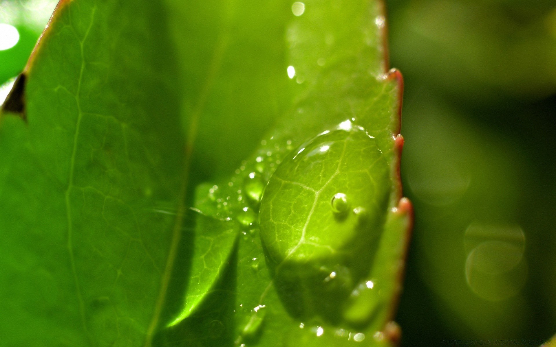 droplets and water leaf dew rain flora drop nature droplet growth garden wet environment purity raindrop water summer ecology color close-up