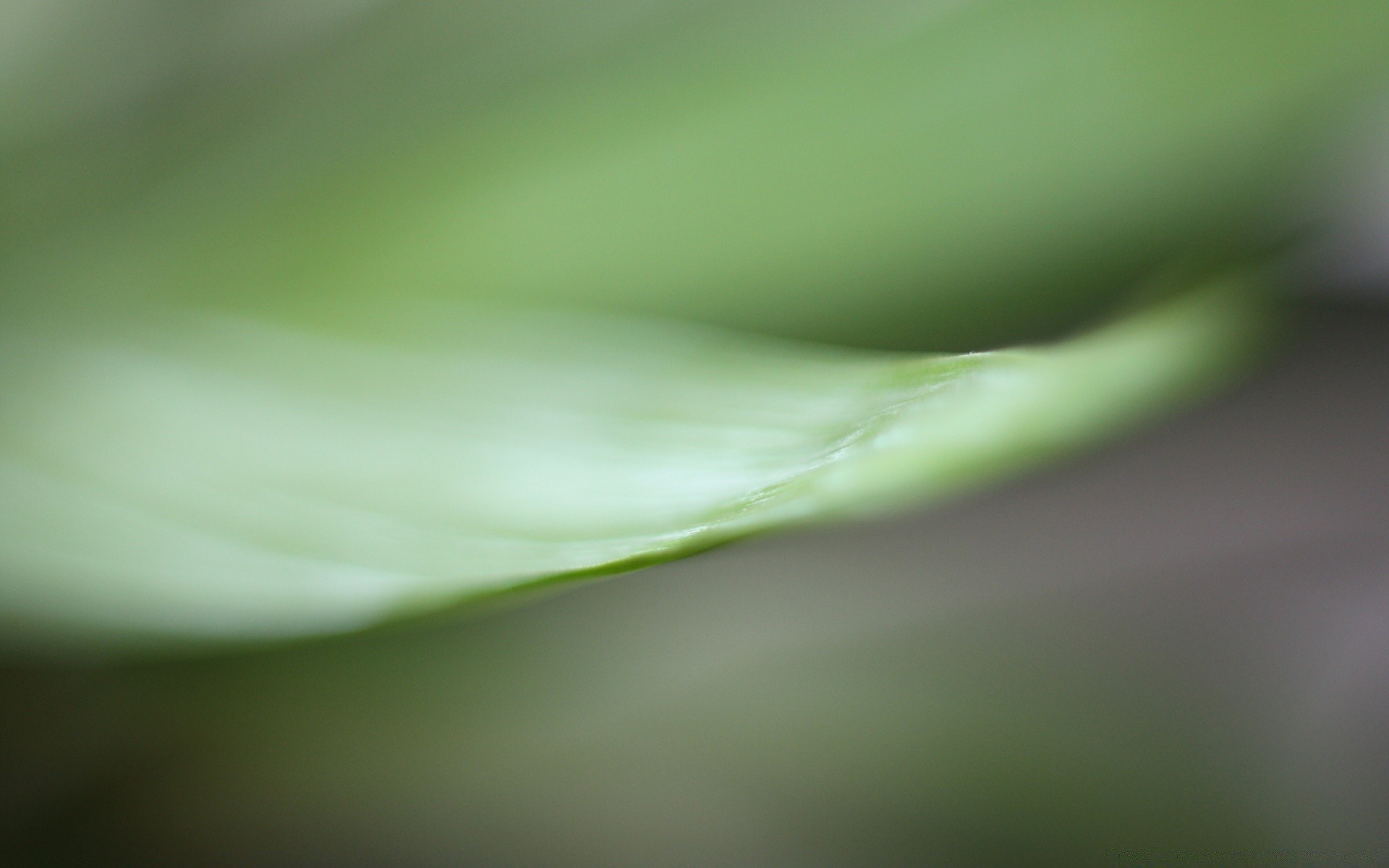 pflanzen regen tau blatt tropfen flora tropfen natur tropfen garten abstrakt dof wachstum sauberkeit hell farbe wasser unschärfe nass blume