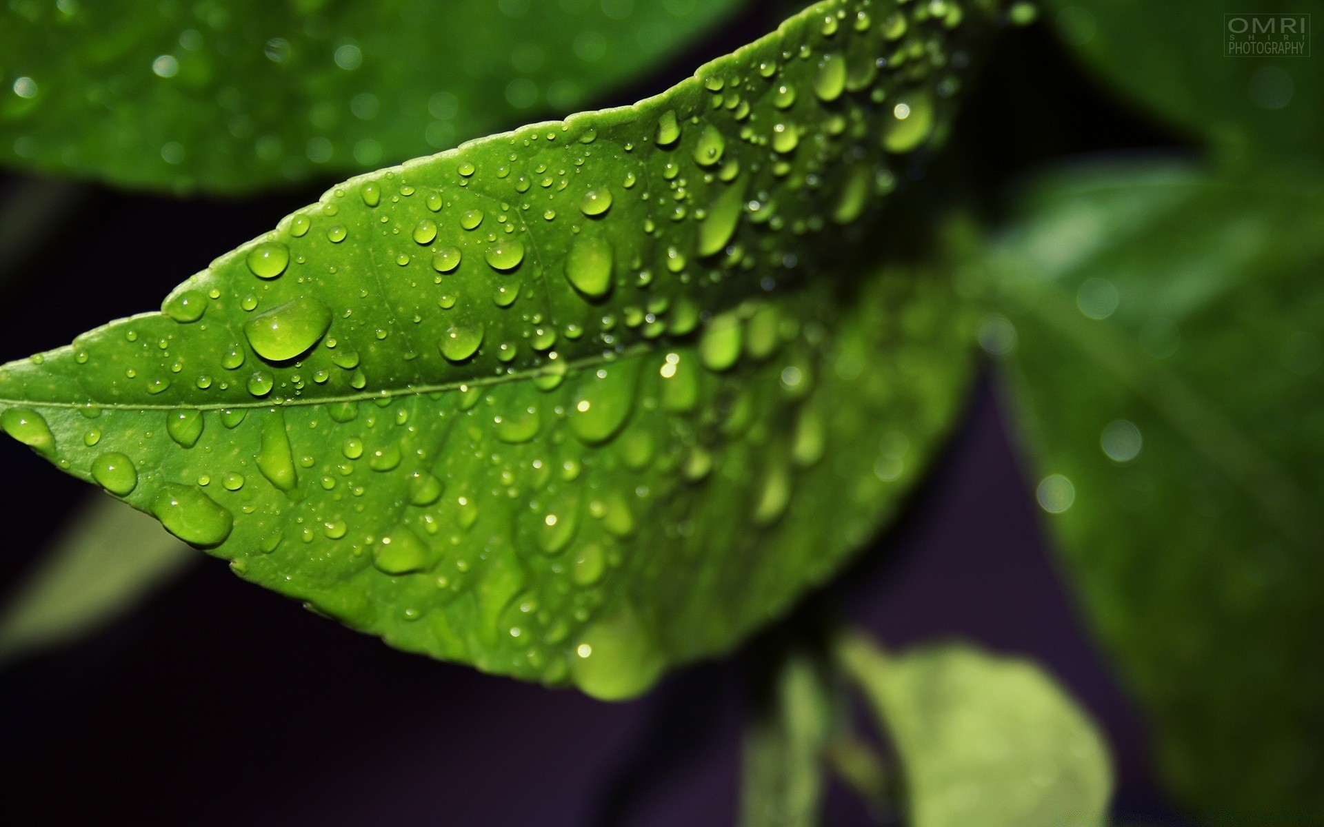 gotas y agua hoja rocío lluvia caída crecimiento flora pureza naturaleza mojado agua gotas gotas frescura medio ambiente ecología