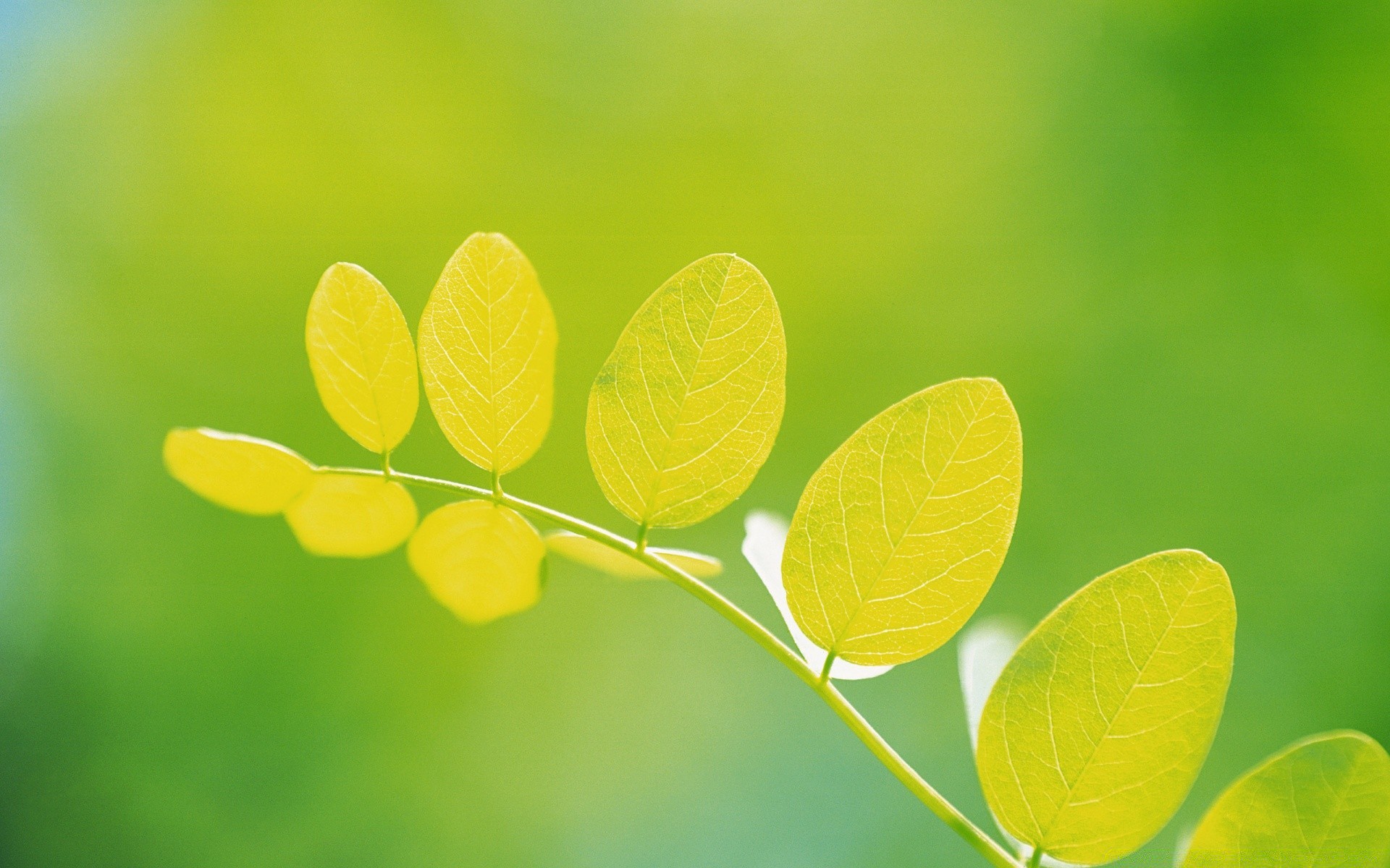 rośliny liść natura flora wzrost lato jasny ogród czystość zbliżenie świeżość środowisko bujny oddział rosa na zewnątrz ekologia kolor harmonia